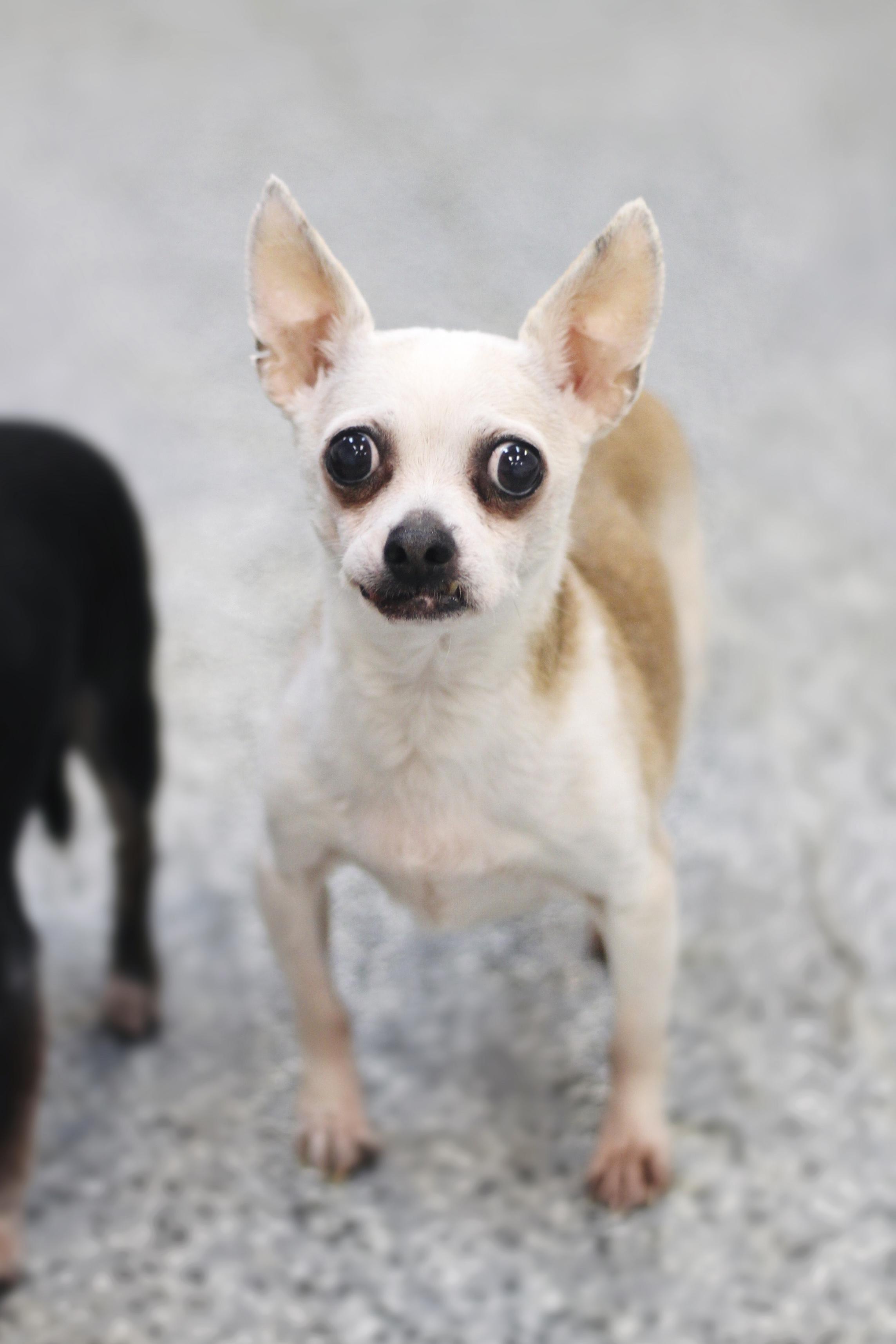 Eastwood in NH! Come Meet our Adoptable Dogs Wednesday-Sunday. More info in Bio!, a Adoptable Chihuahua in Manchester, NH image 2/2