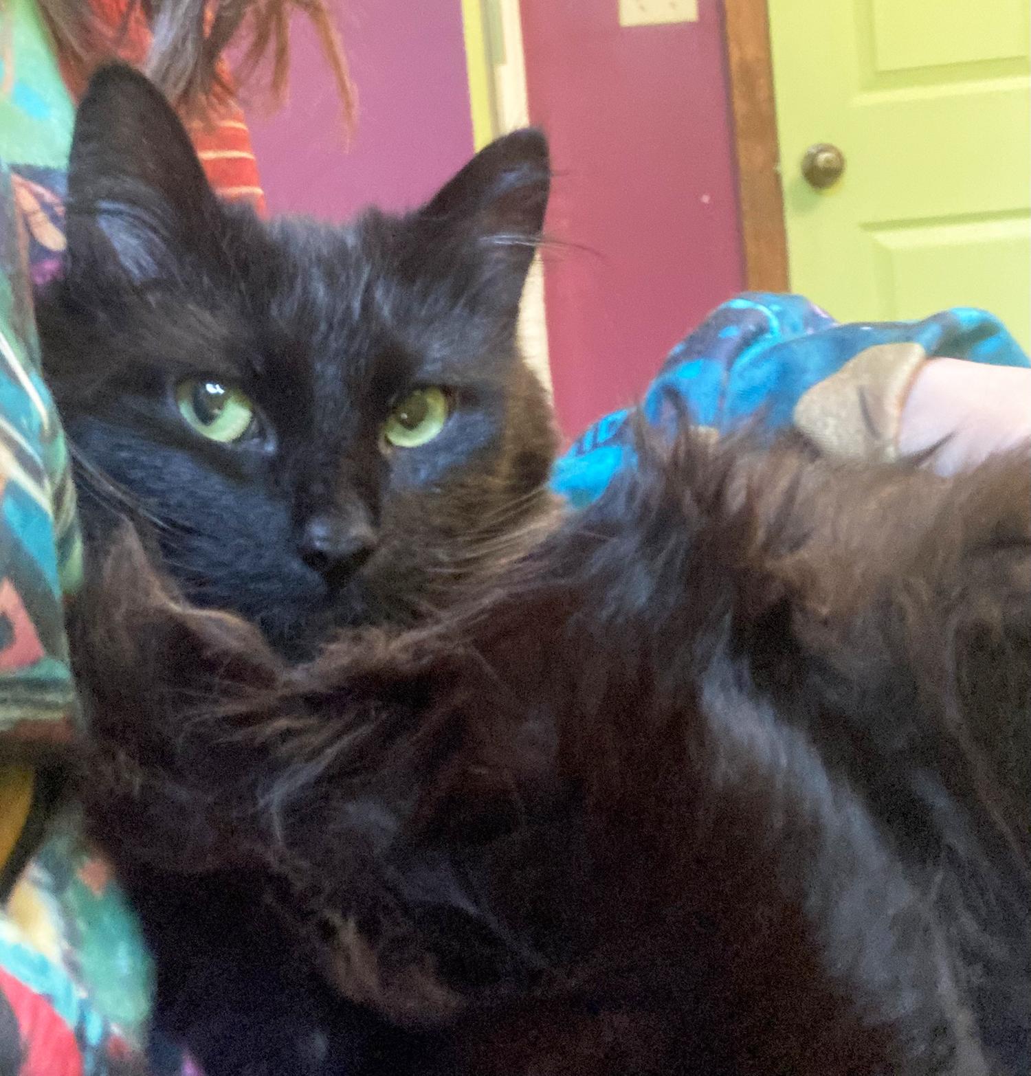 Lucy Rose H, Adult Female Domestic Long Hair