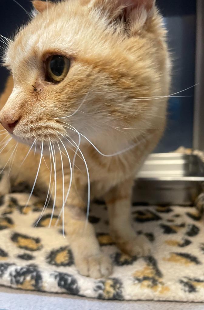 Enlarge Calvin, a Adoptable mixed breed in Tulsa, OK image 1/6