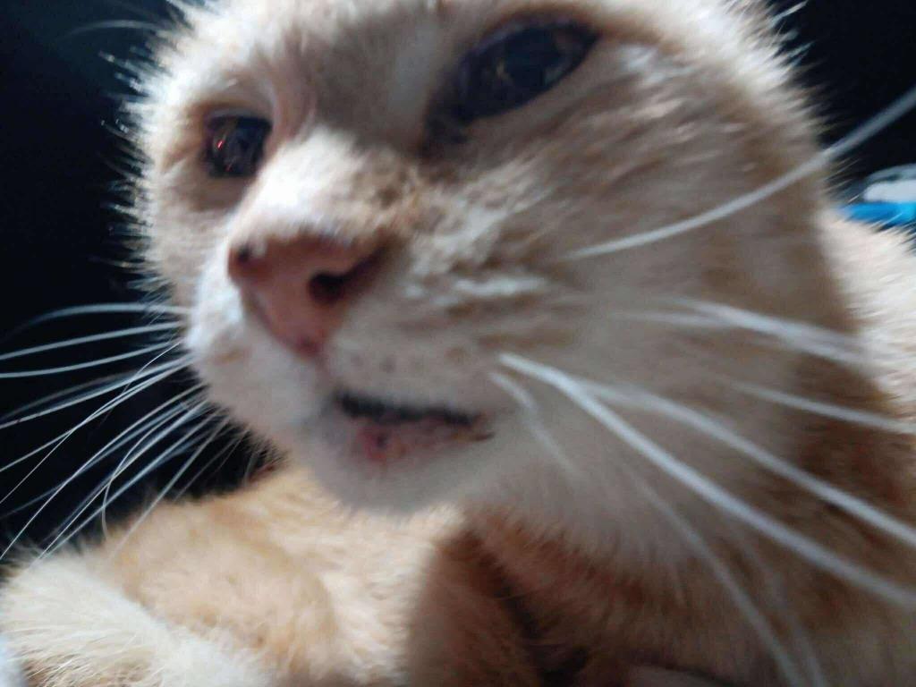 Calvin, Adoptable, Senior Male Domestic Short Hair.