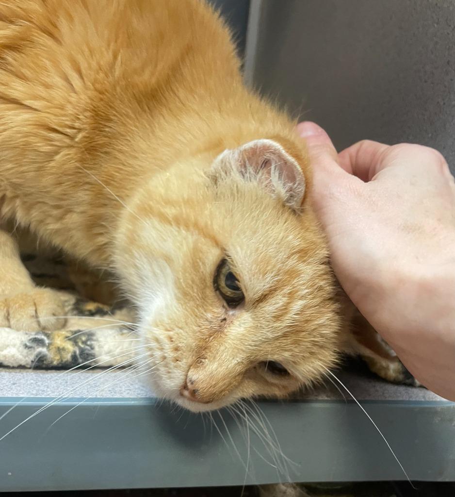 Enlarge Calvin, a Adoptable mixed breed in Tulsa, OK image 3/6