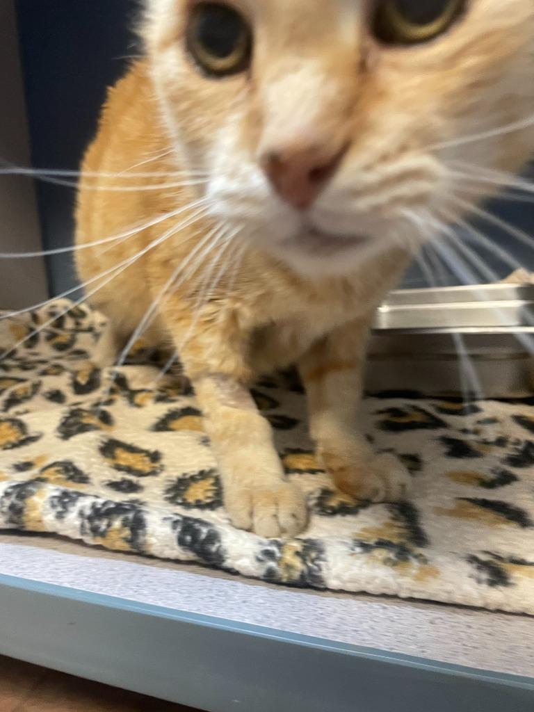 Calvin, a Adoptable mixed breed in Tulsa, OK image 3/6