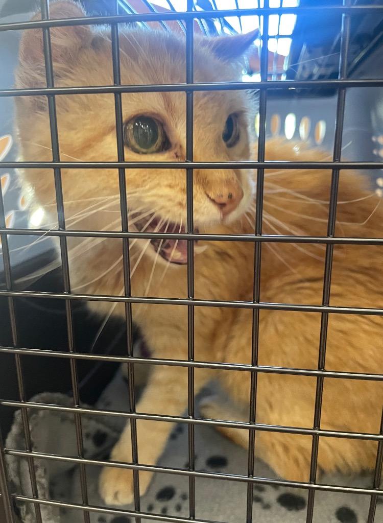 Calvin, a Adoptable mixed breed in Tulsa, OK image 4/6