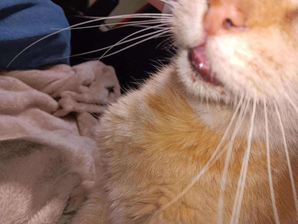 Enlarge Calvin, a Adoptable mixed breed in Tulsa, OK image 3/6