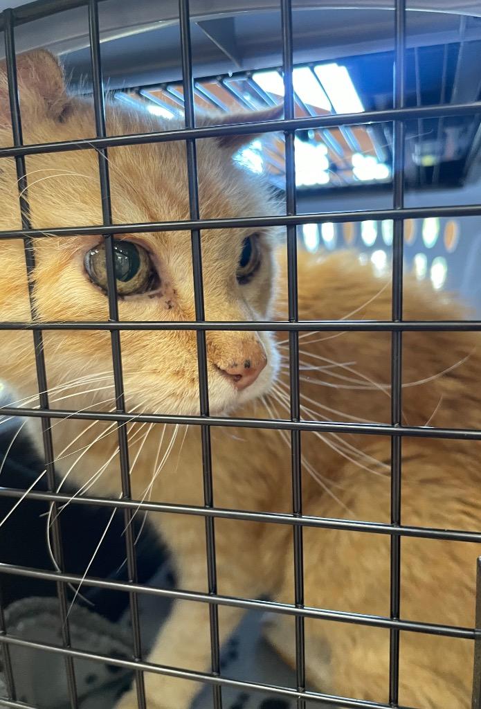 Enlarge Calvin, a Adoptable mixed breed in Tulsa, OK image 5/6