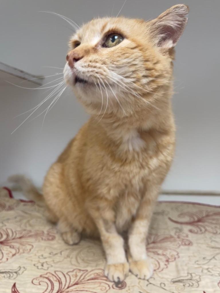 Calvin, Adoptable, Senior Male Domestic Short Hair.