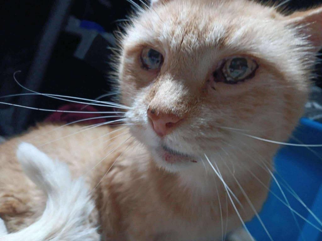 Enlarge Calvin, a Adoptable mixed breed in Tulsa, OK image 6/6