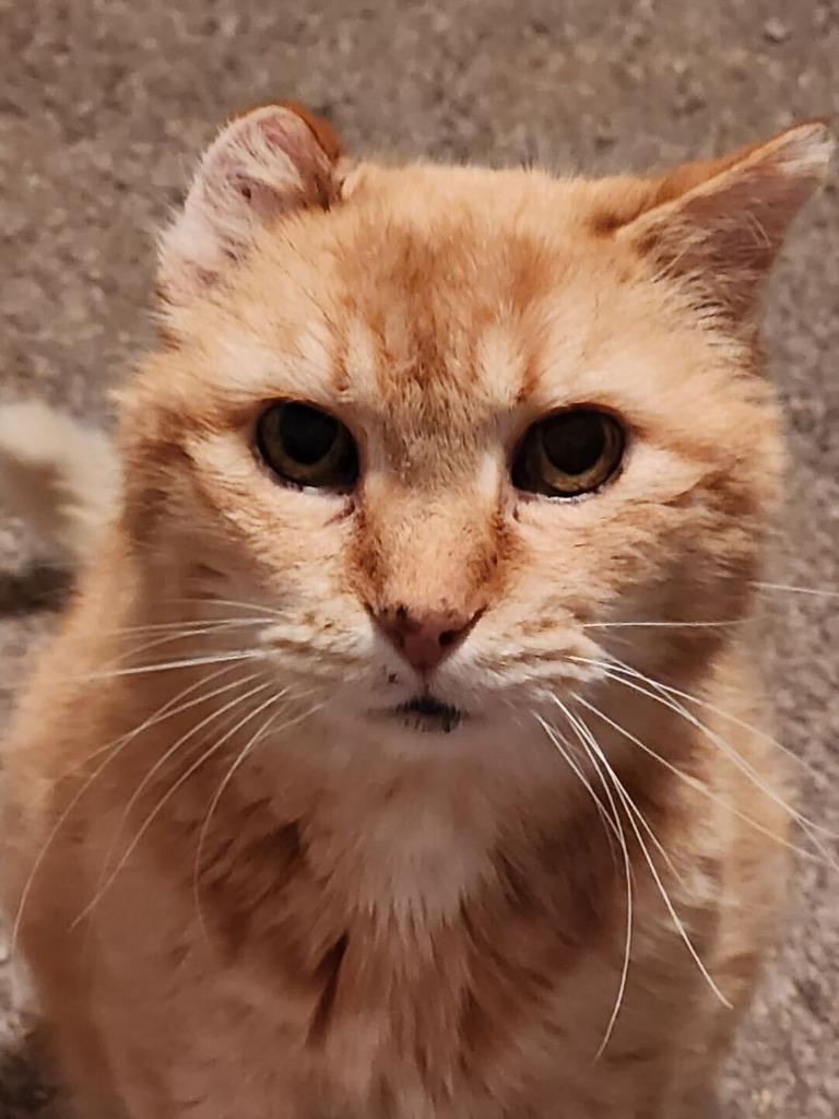 Calvin, Adoptable, Senior Male Domestic Short Hair.