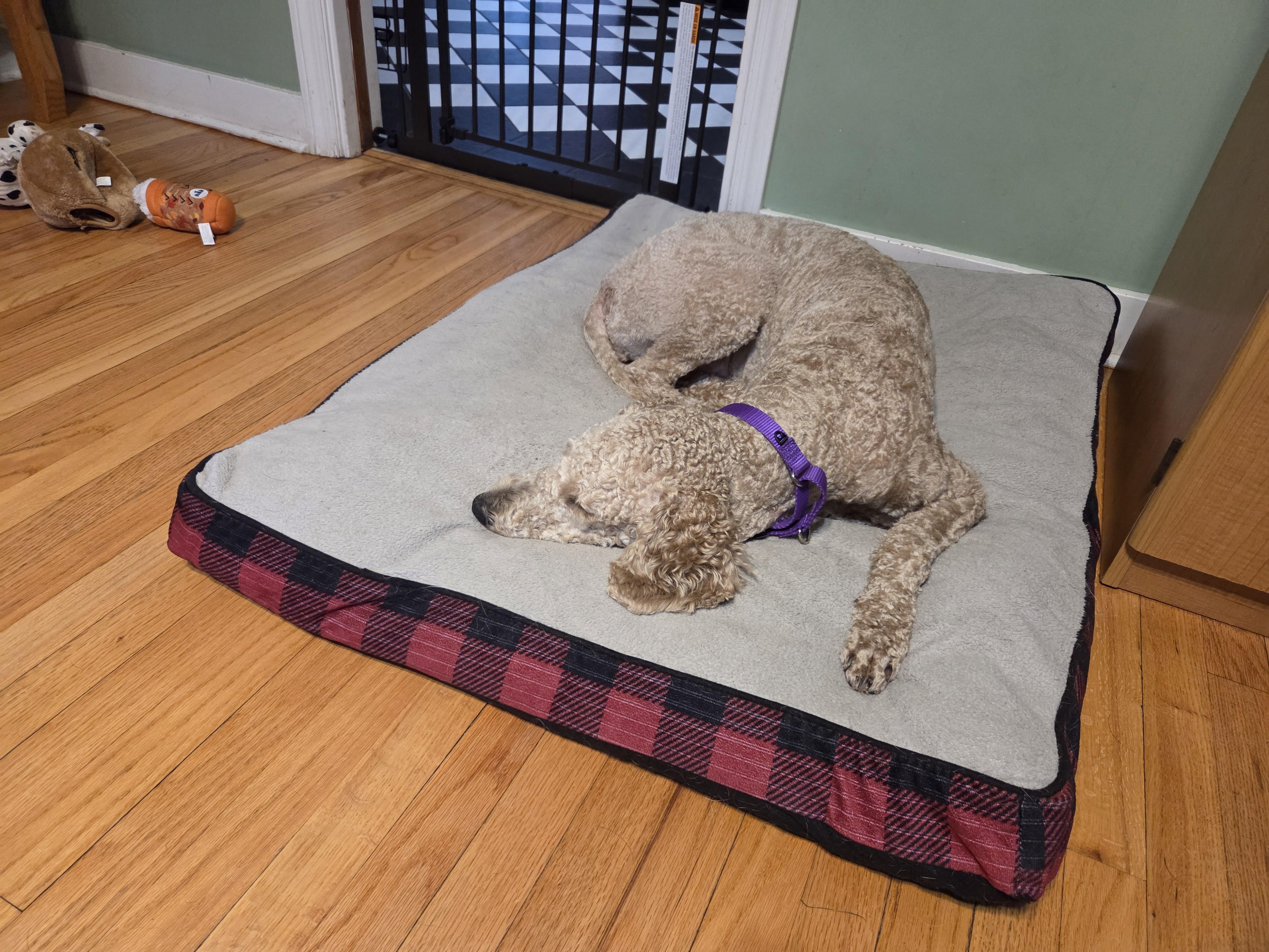 Enlarge FunYun, an adopted mixed breed in Rensselaer, NY image 3/4
