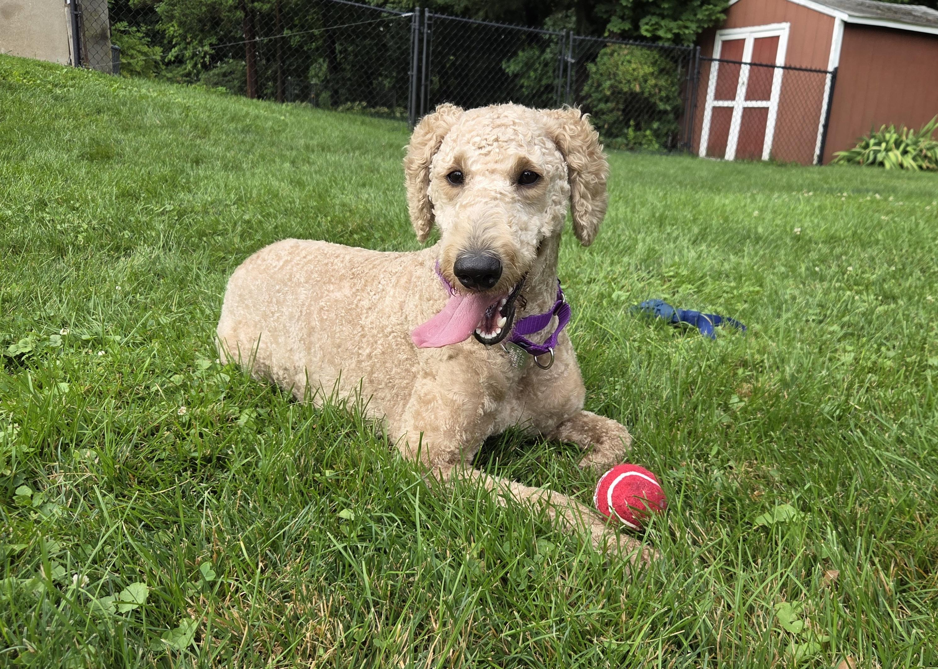 FunYun, ADOPTABLE, Young Female Labradoodle & Standard Poodle.