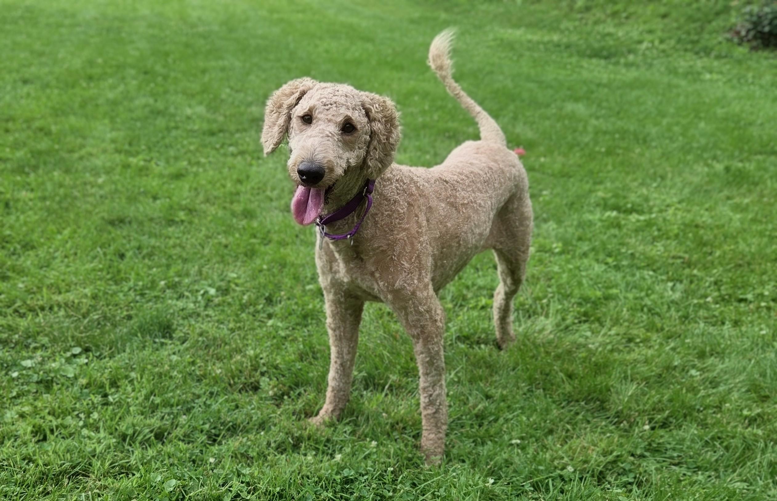 Enlarge FunYun, an adopted mixed breed in Rensselaer, NY image 2/4