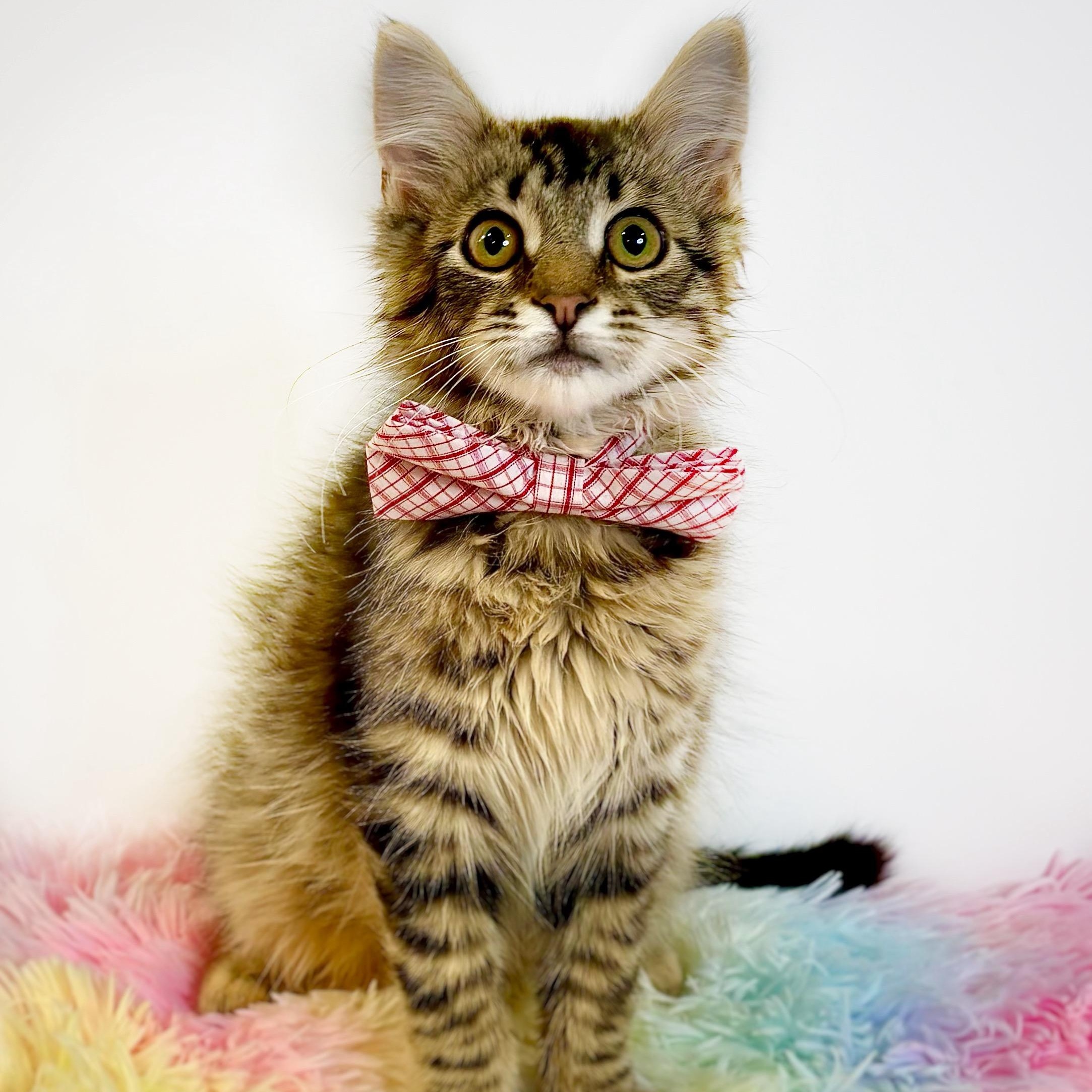 Trucker, adopted, Kitten Male Domestic Medium Hair.