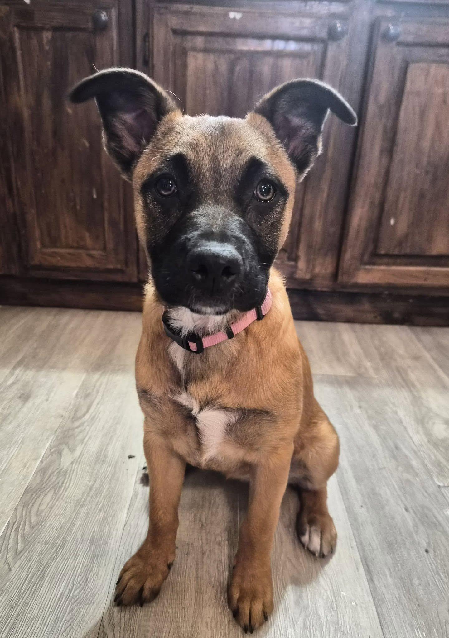 Enlarge Candy, a ADOPTABLE mixed breed in Bowie, TX image 1/2