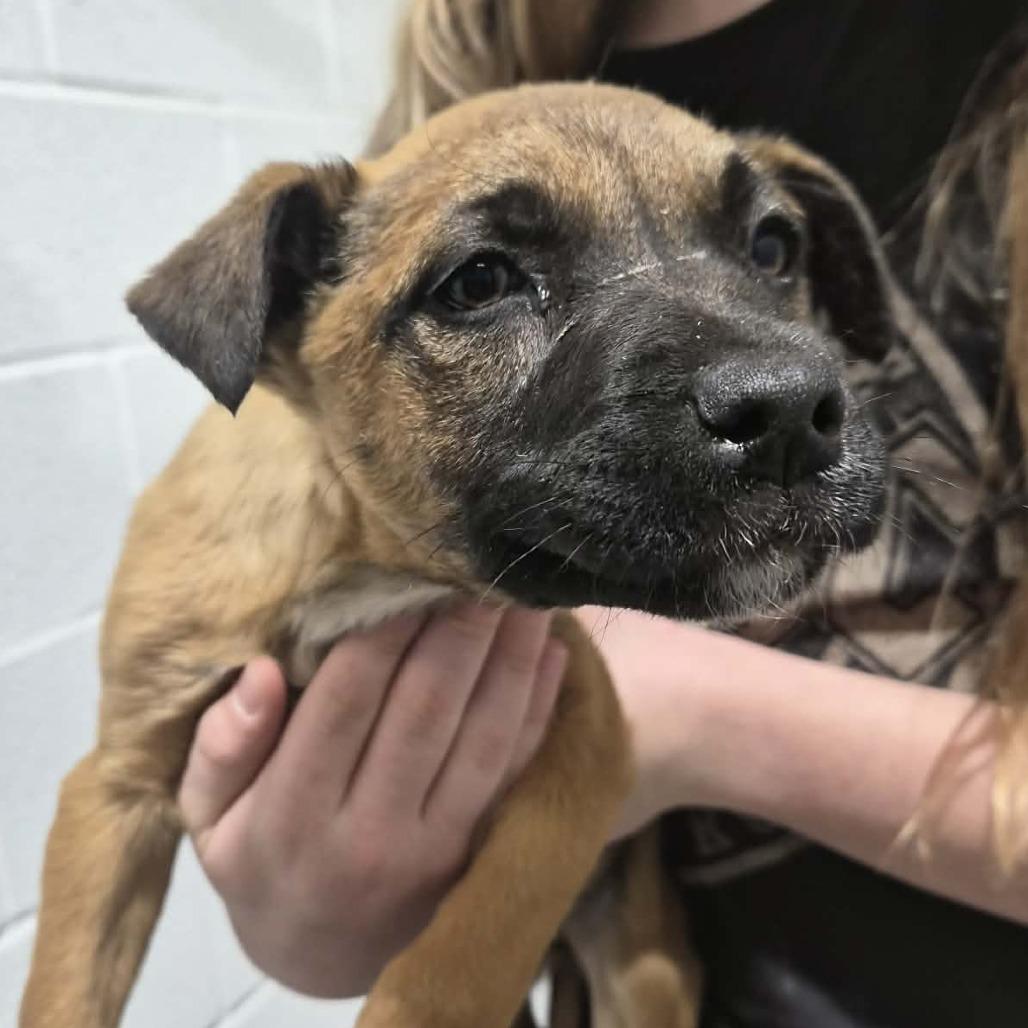 Enlarge Candy, a ADOPTABLE mixed breed in Bowie, TX image 2/2