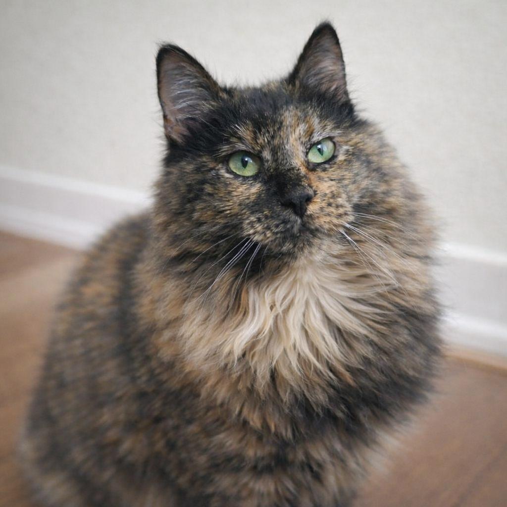 Charlotte , an adopted mixed breed in Hillsboro, TX image 4/6