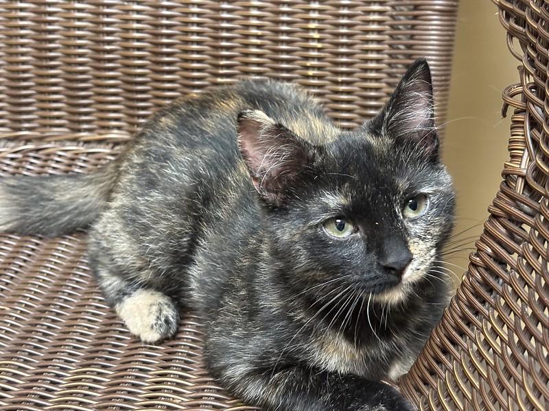 Enlarge Pinecone, an adopted Tortoiseshell in Chicago, IL image 2/2