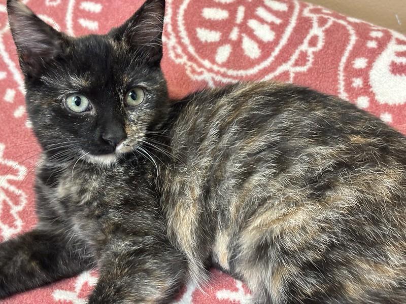 Enlarge Pinecone, an adopted Tortoiseshell in Chicago, IL image 1/2