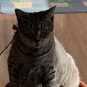 Enlarge Sara, a ADOPTABLE Domestic Short Hair in west Warwick, RI image 1/2