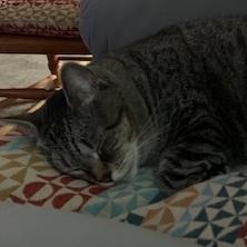 Enlarge Sara, a ADOPTABLE Domestic Short Hair in west Warwick, RI image 2/2