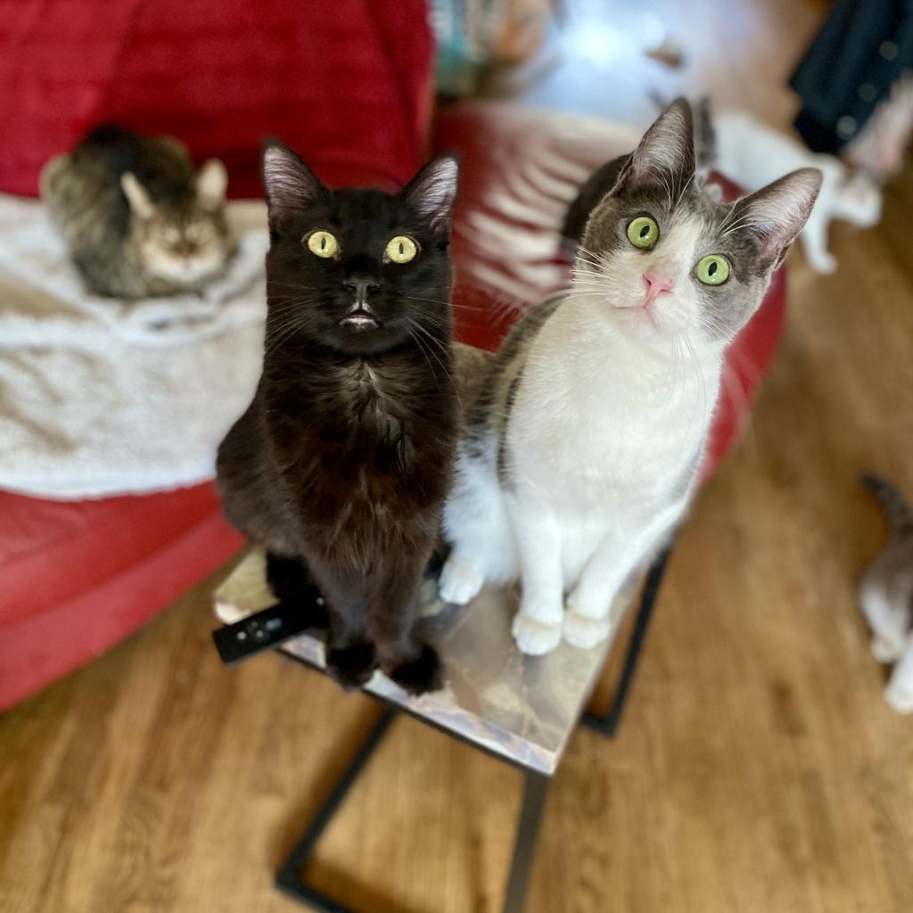 Luca — thumbnail 4