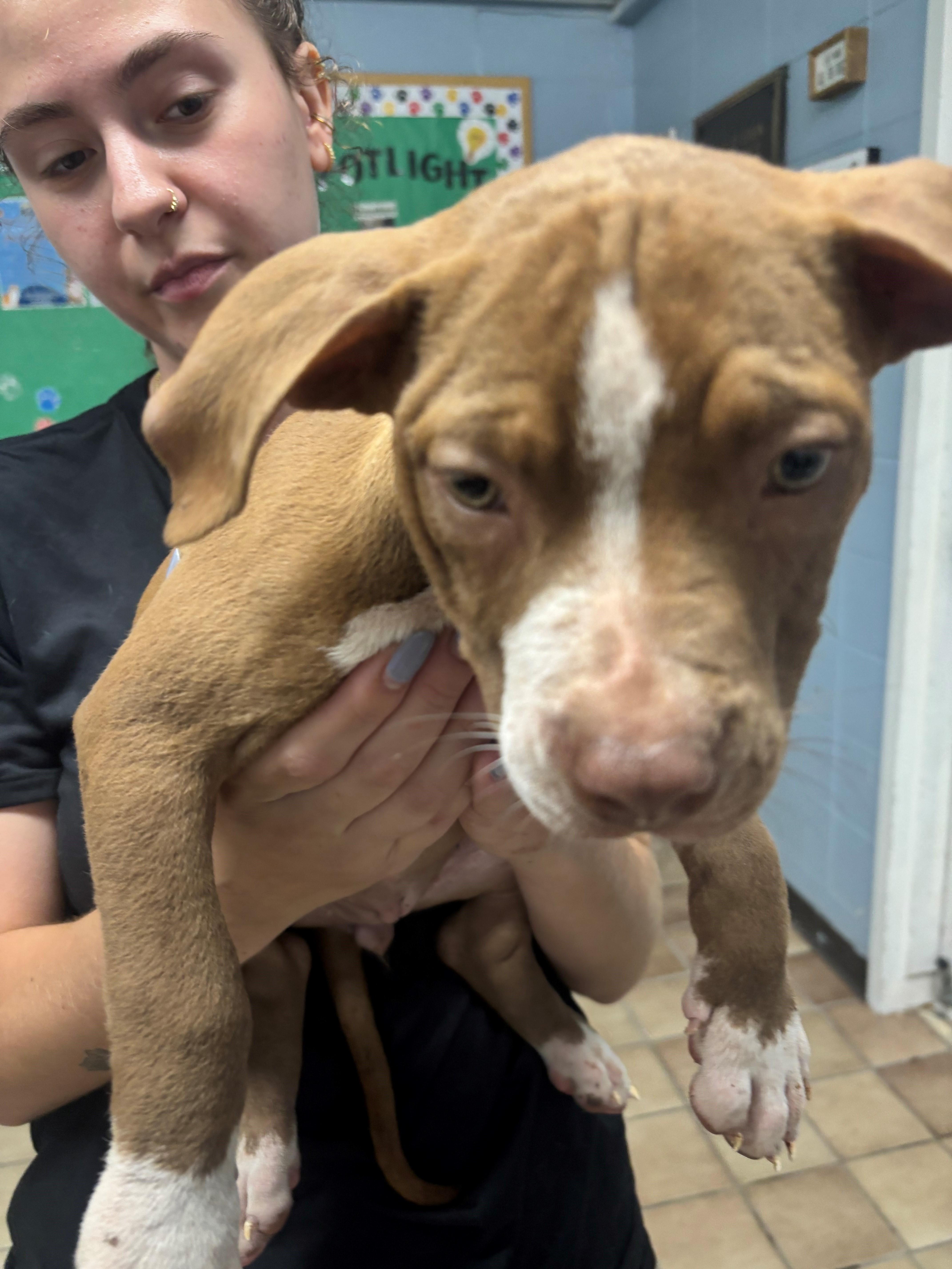 Brynne, adopted, Puppy Female Pit Bull Terrier.