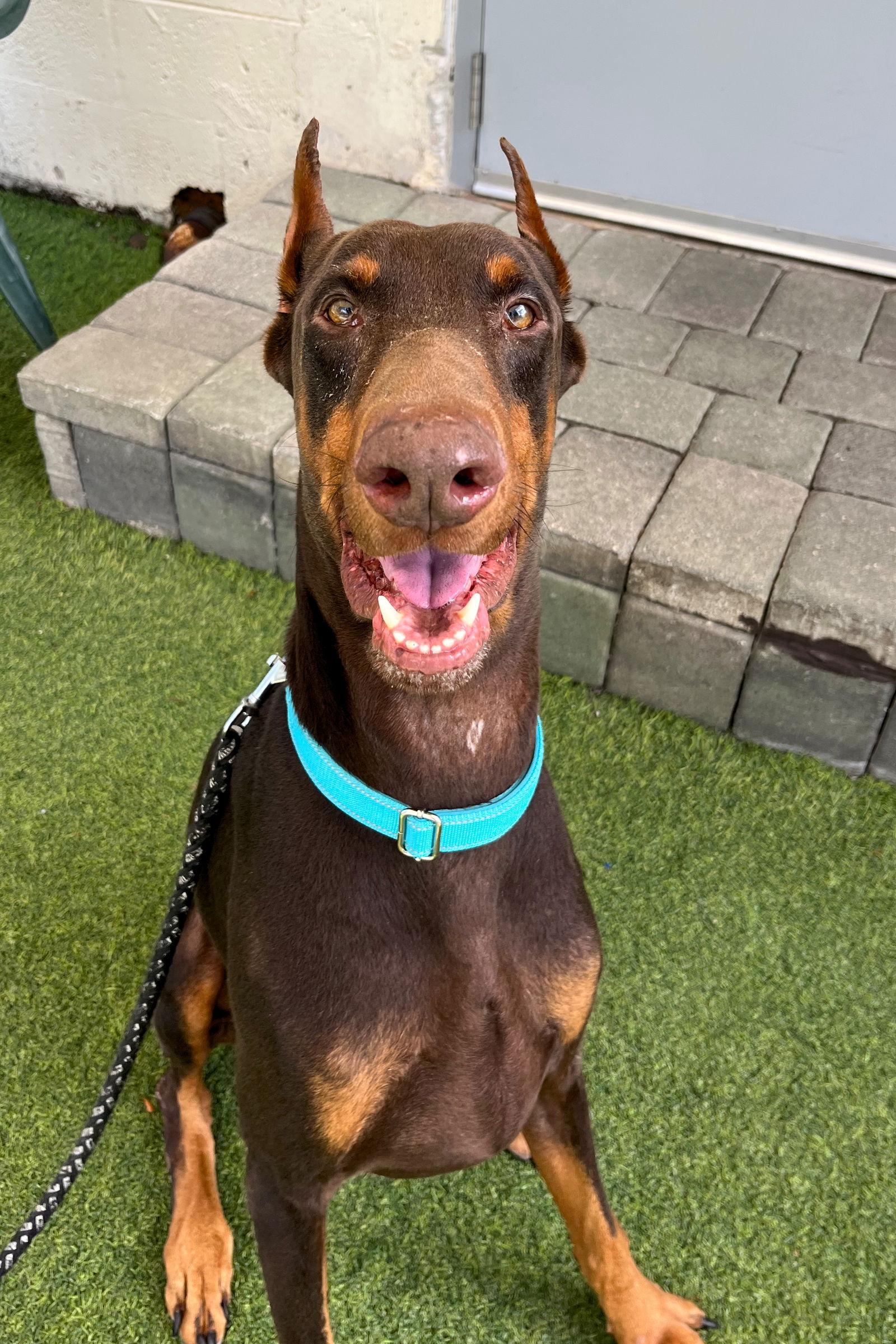 Enlarge Tonka 3537, a Adoptable Doberman Pinscher in Oakland Park, FL image 1/3