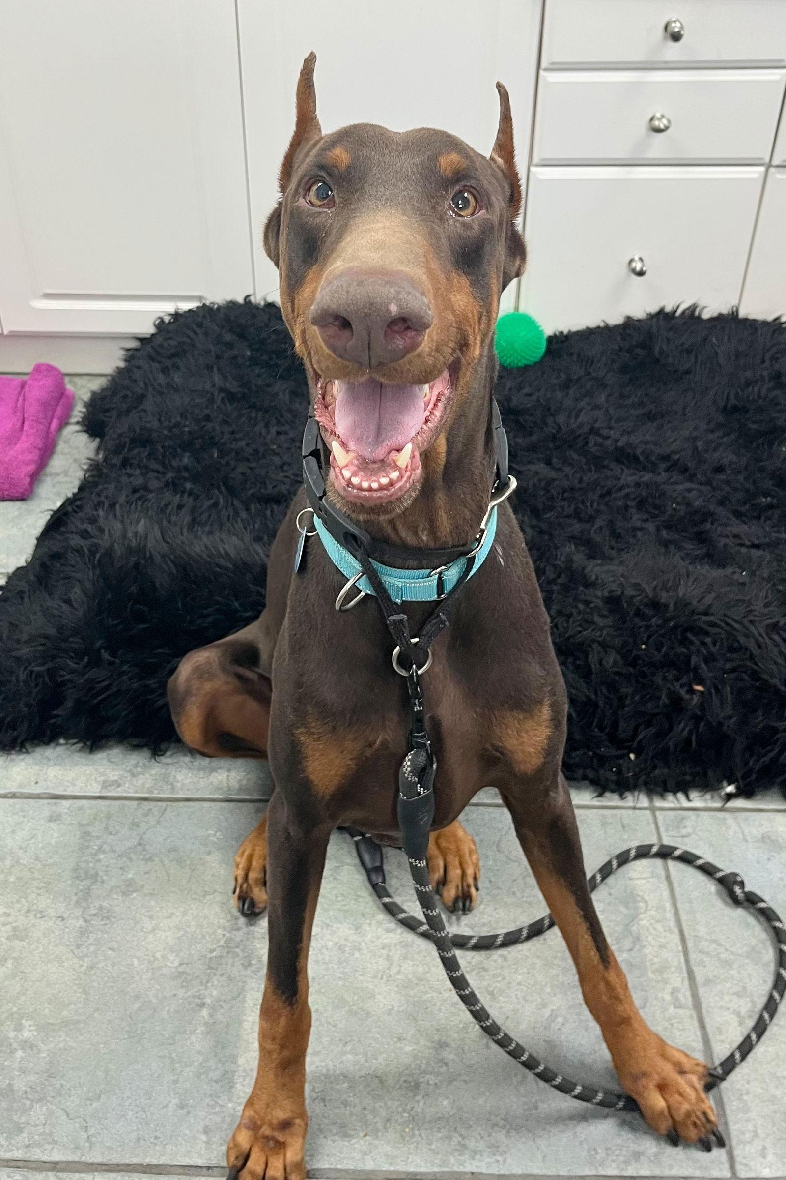 Enlarge Tonka 3537, a Adoptable Doberman Pinscher in Oakland Park, FL image 2/3