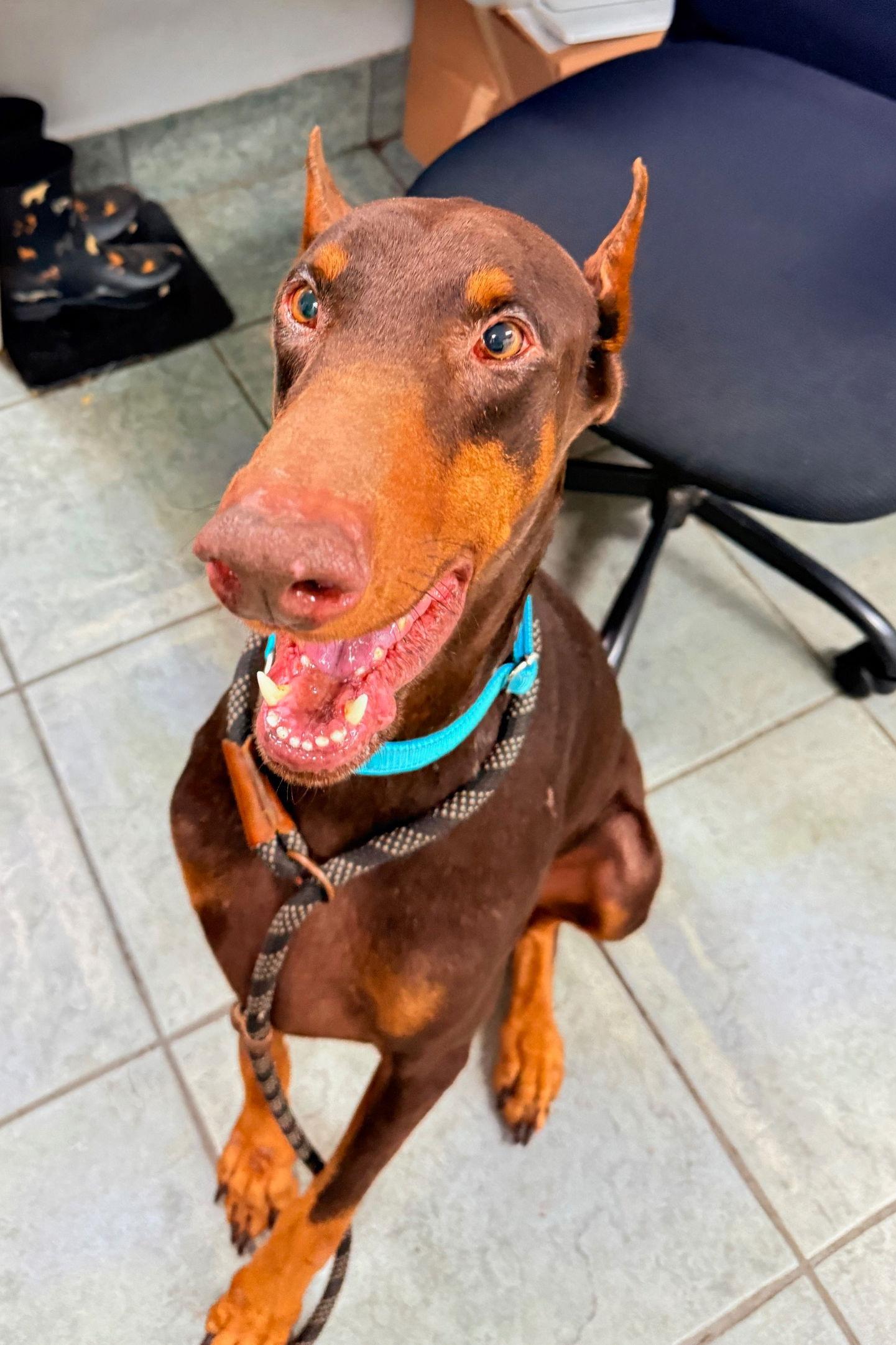 Tonka 3537, Adoptable, Young Male Doberman Pinscher.