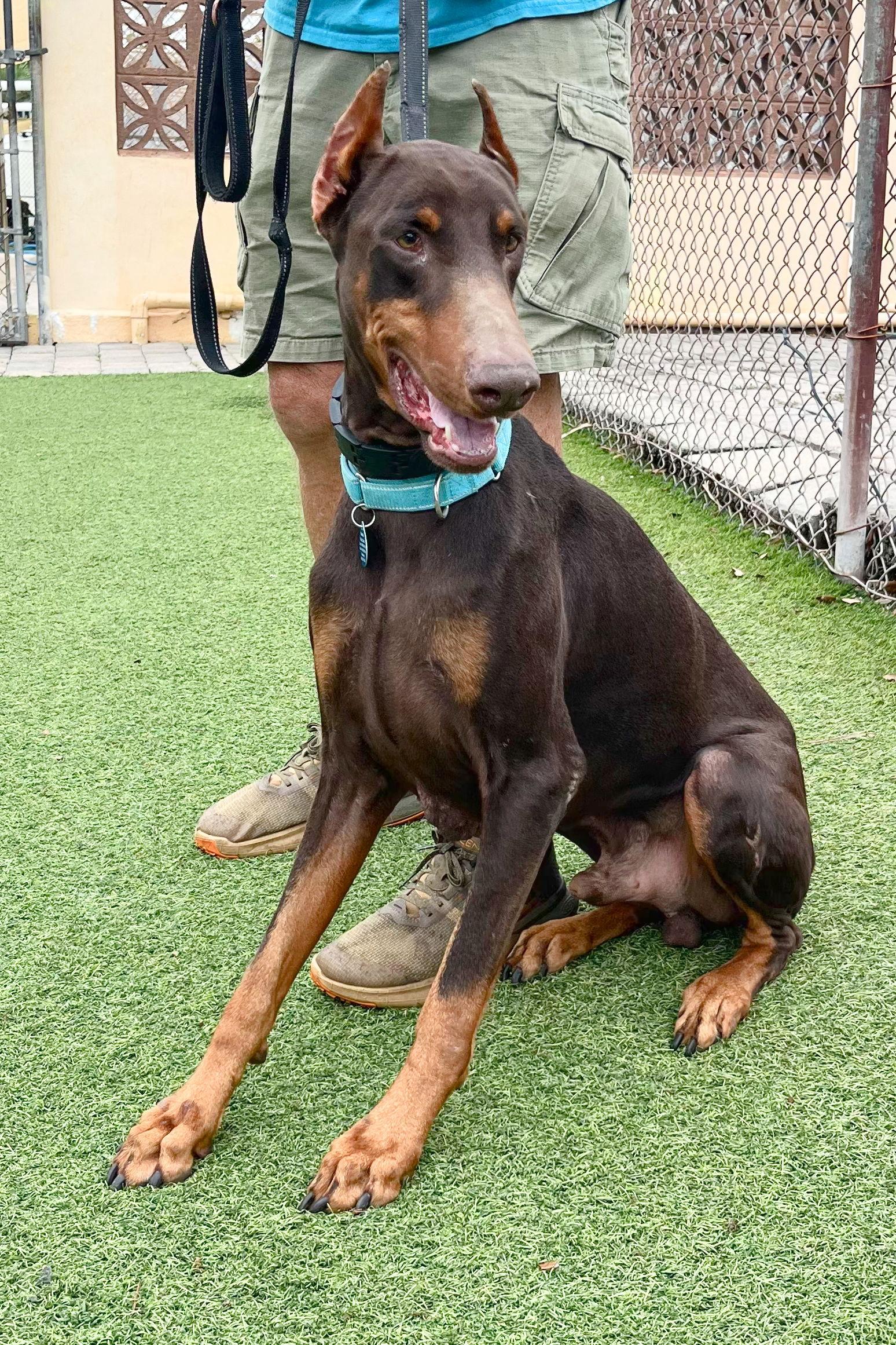 Enlarge Tonka 3537, a Adoptable Doberman Pinscher in Oakland Park, FL image 3/3