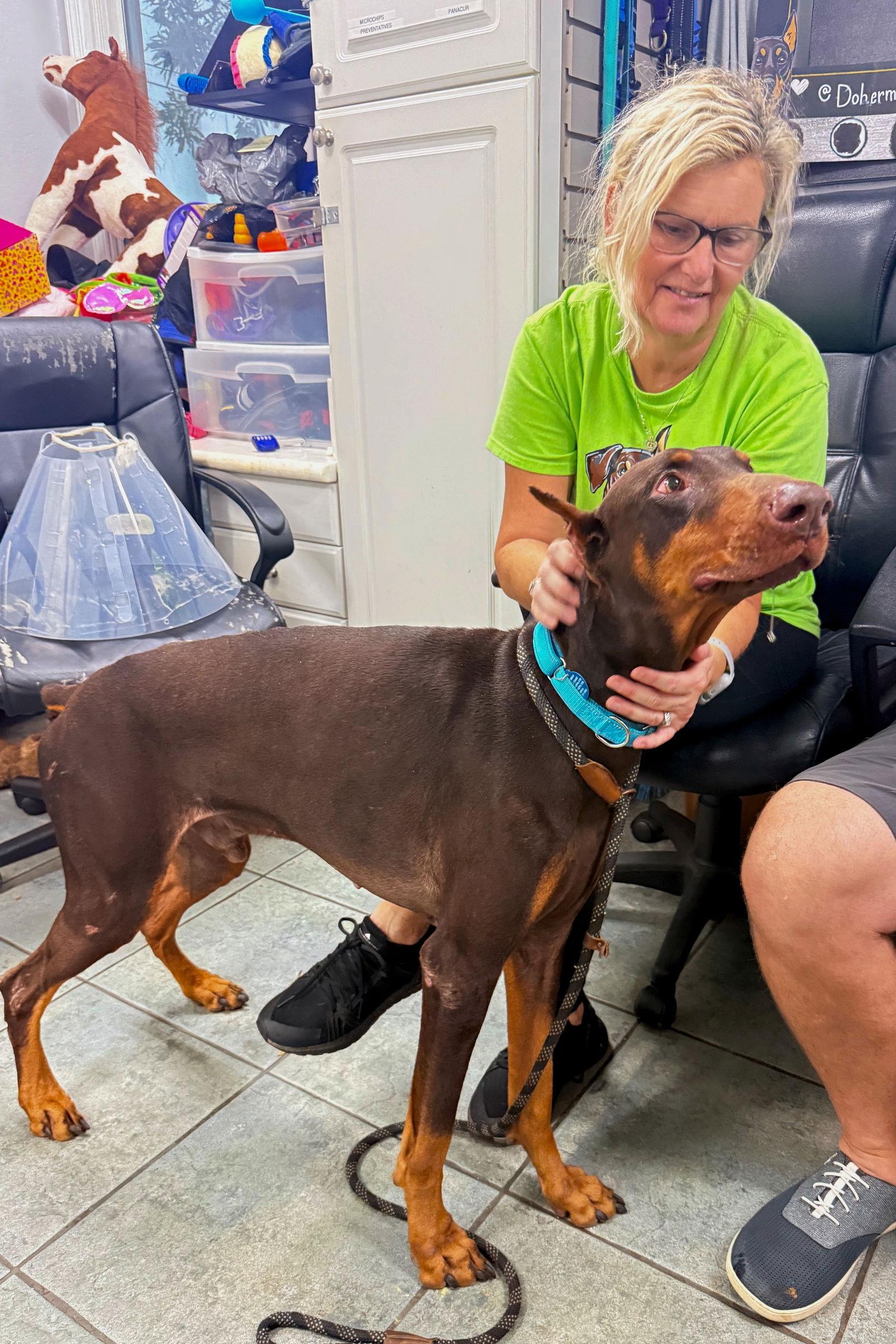 Enlarge Tonka 3537, a Adoptable Doberman Pinscher in Oakland Park, FL image 2/3