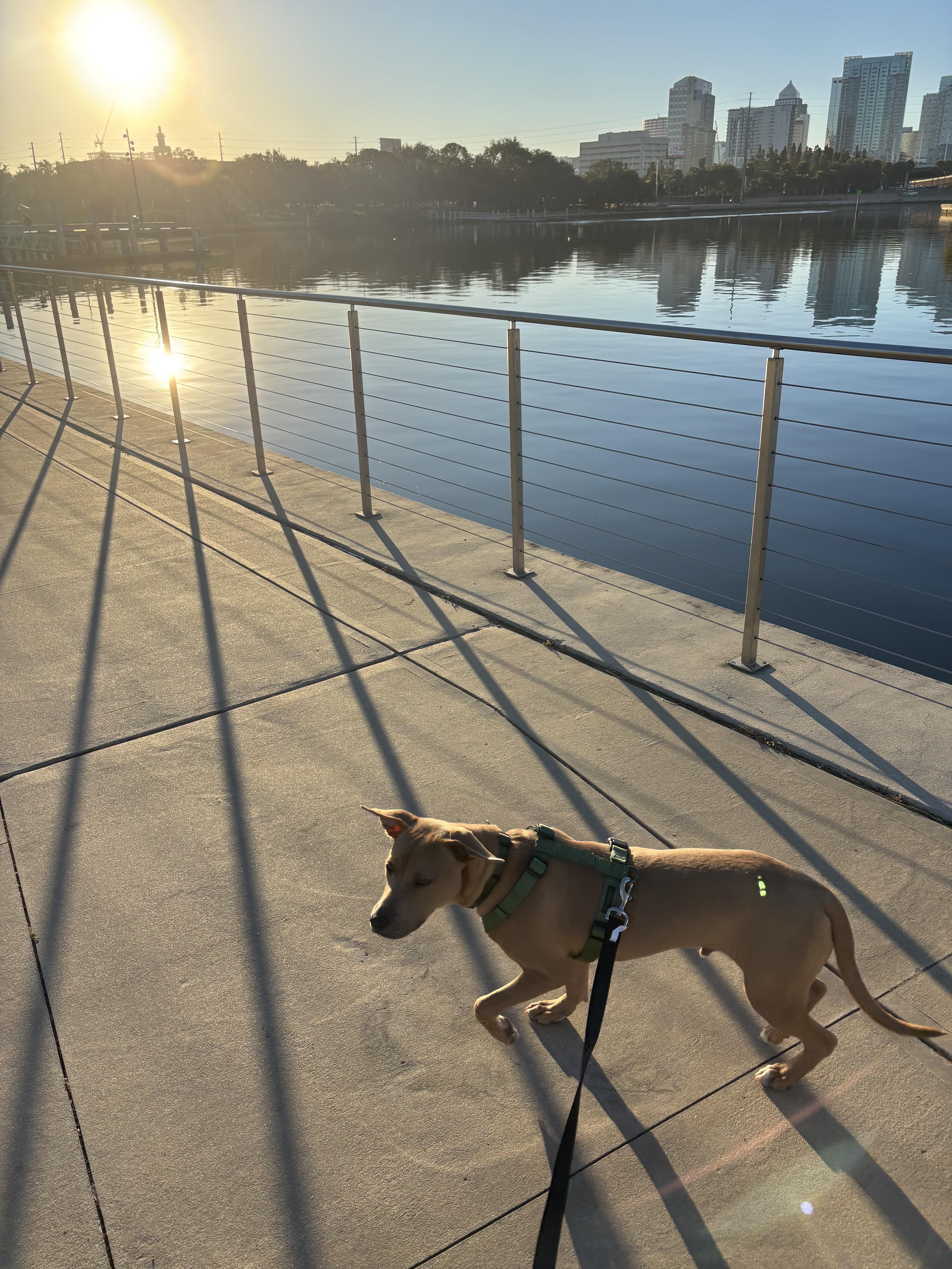 Enlarge Cloud, a Adoptable mixed breed in tampa, FL image 1/3