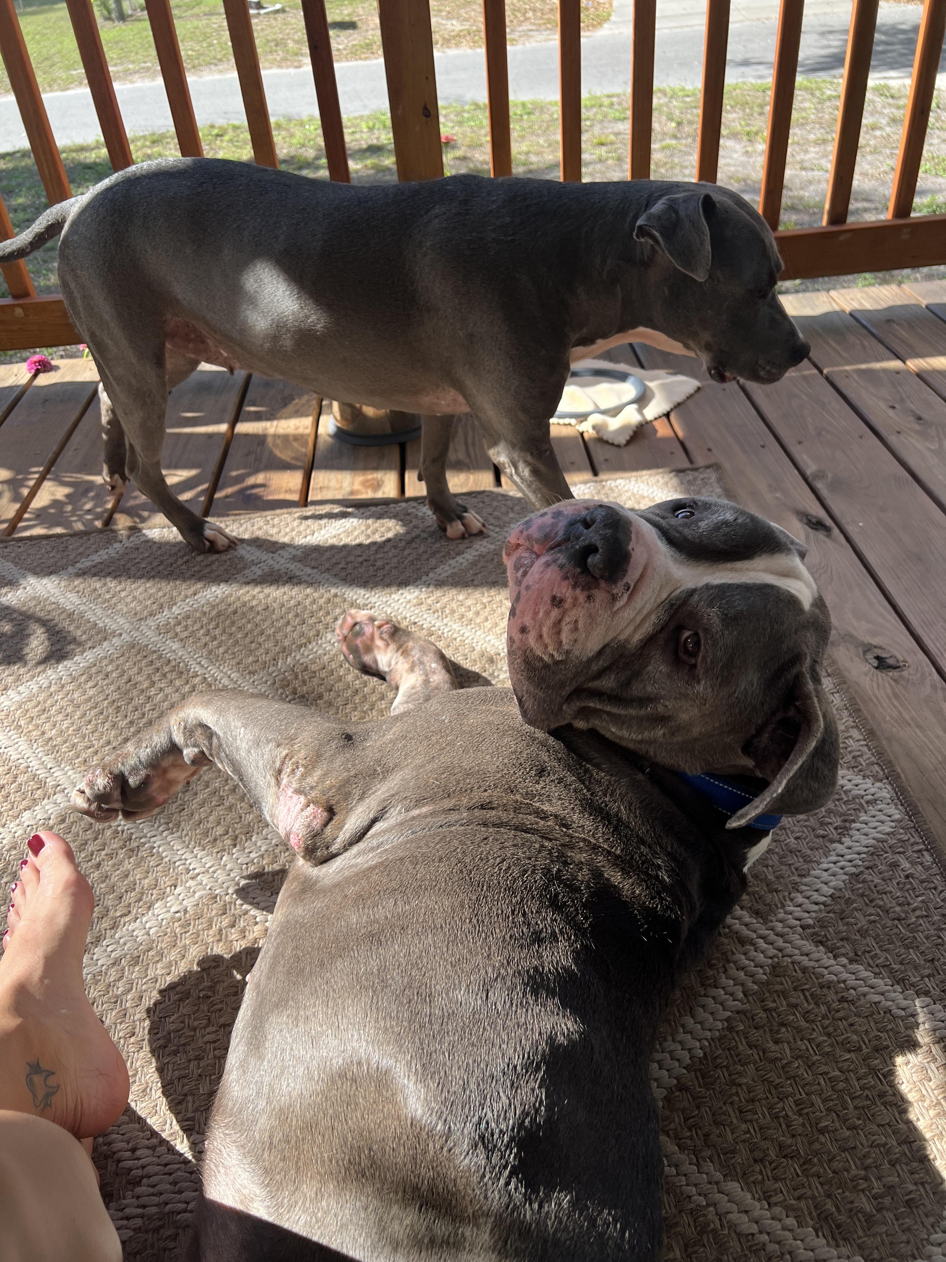 Cloud, a Adoptable mixed breed in tampa, FL image 4/4