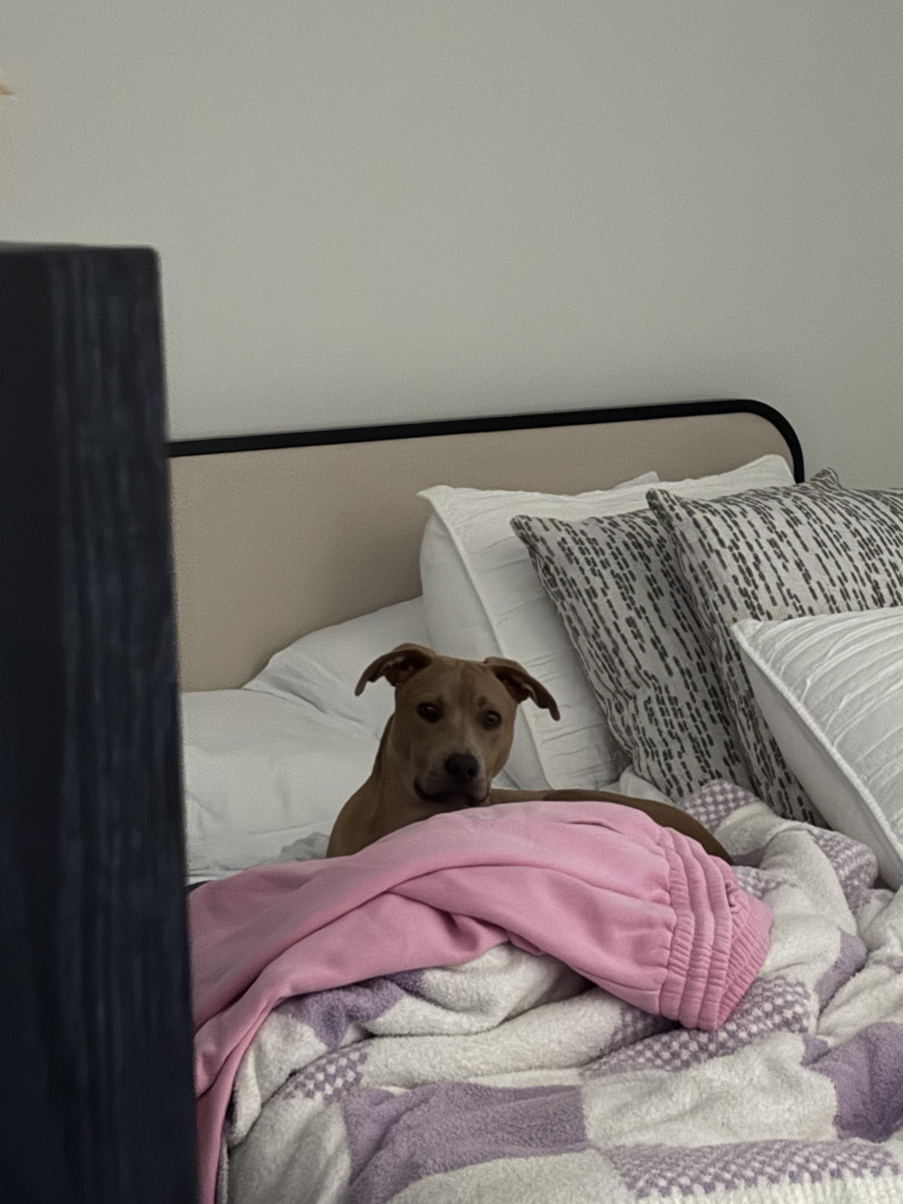 Enlarge Cloud, a Adoptable mixed breed in tampa, FL image 2/3