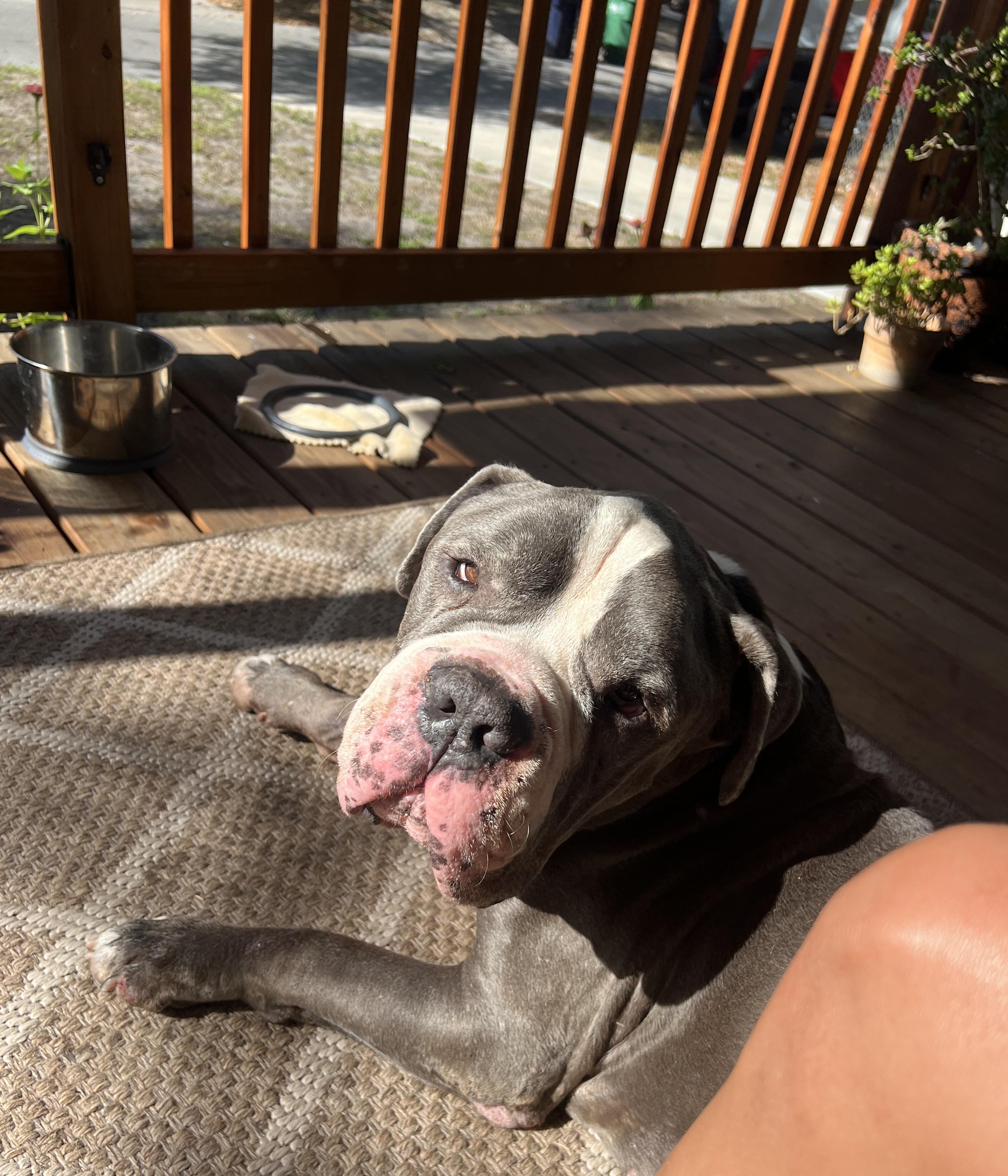 Cloud, Adoptable, Puppy Male Labrador Retriever.