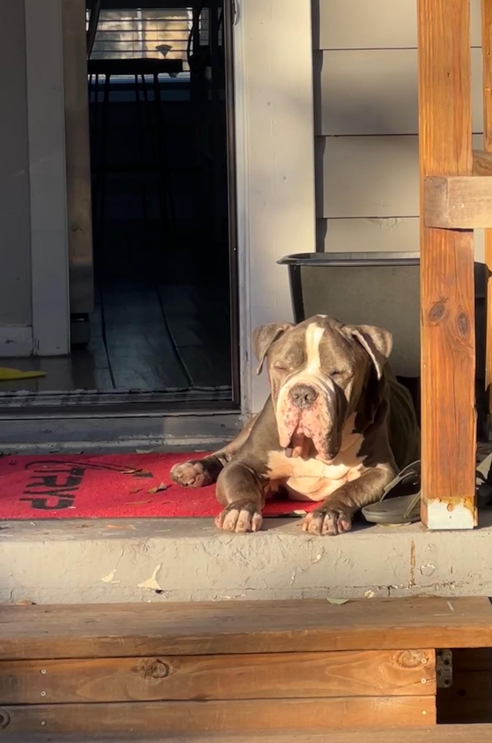 Cloud, a Adoptable mixed breed in tampa, FL image 3/4