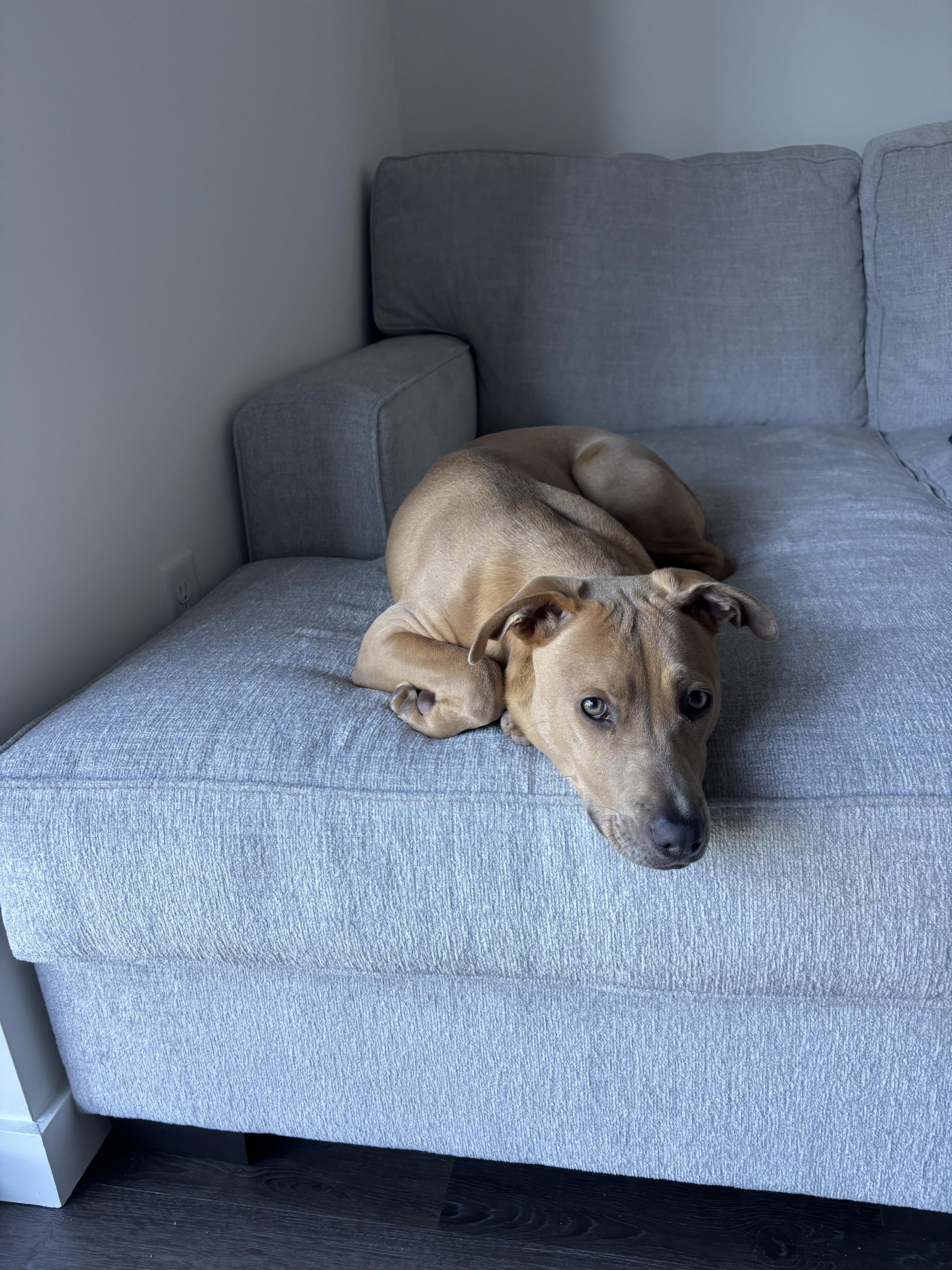 Cloud, Adoptable, Puppy Male Labrador Retriever.