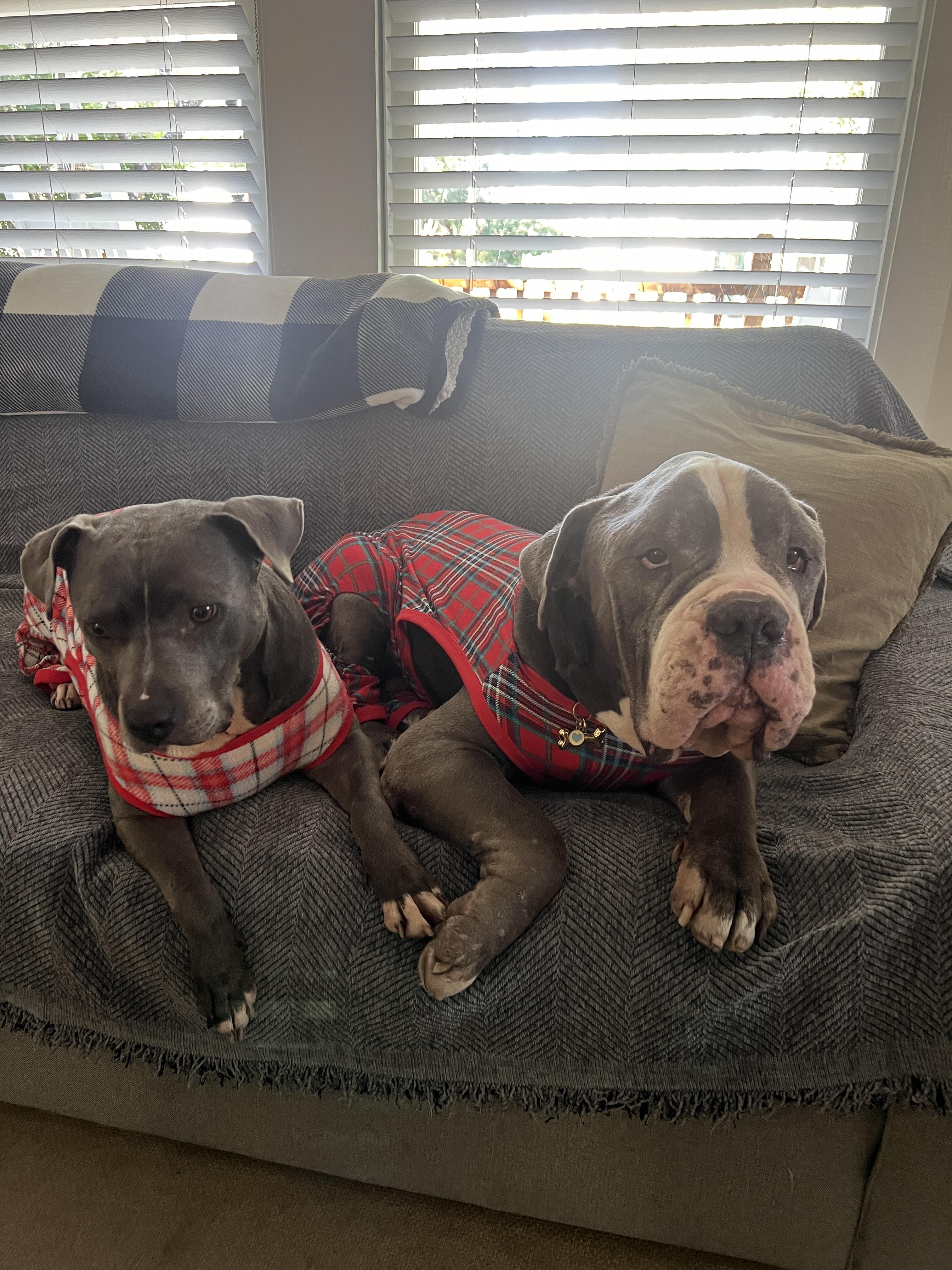 Cloud, a Adoptable mixed breed in tampa, FL image 2/4