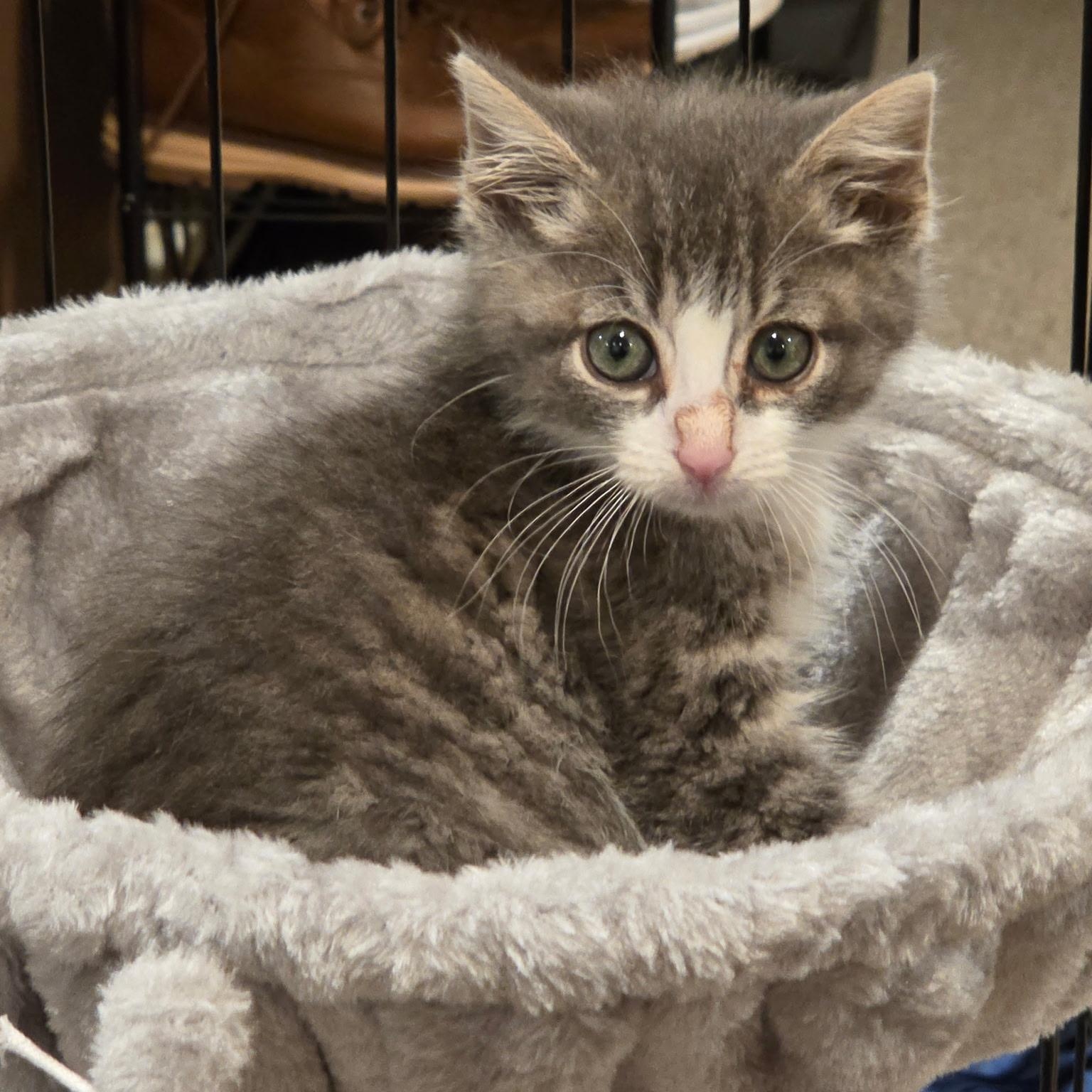 Iskari, Adoptable, Kitten Male Domestic Short Hair.