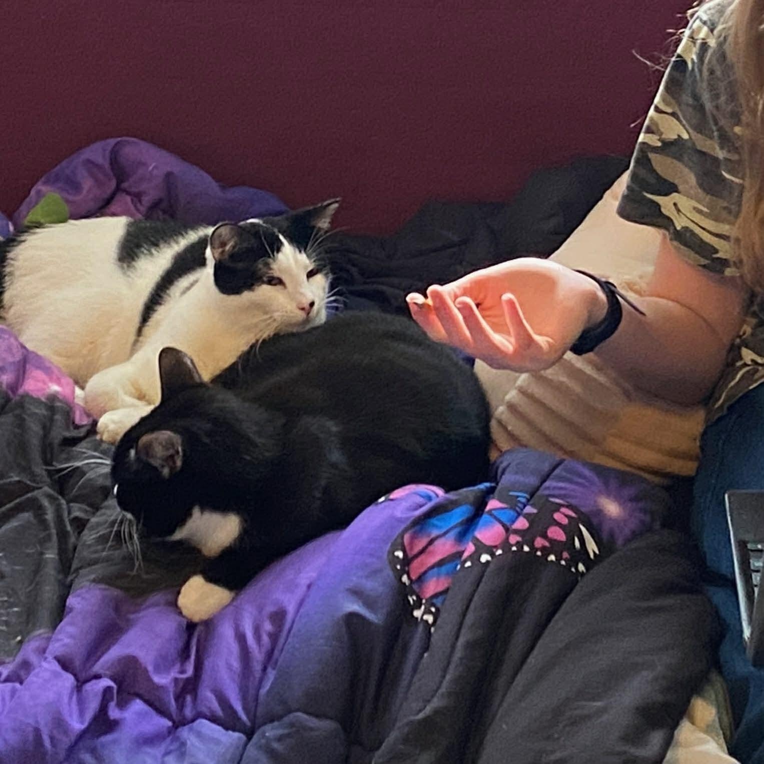 Enlarge Spirit - Teenage Tuxies, a Adoptable mixed breed in Gladstone, OR image 4/4