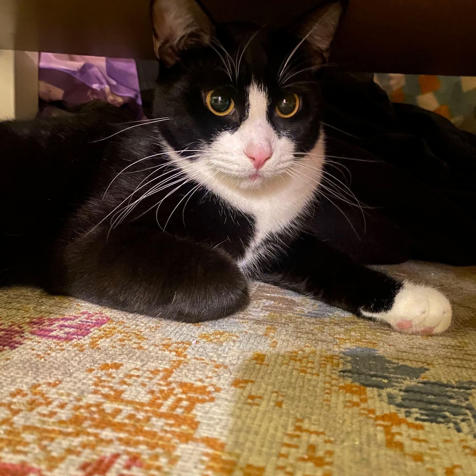 Enlarge Spirit - Teenage Tuxies, a Adoptable mixed breed in Gladstone, OR image 2/4