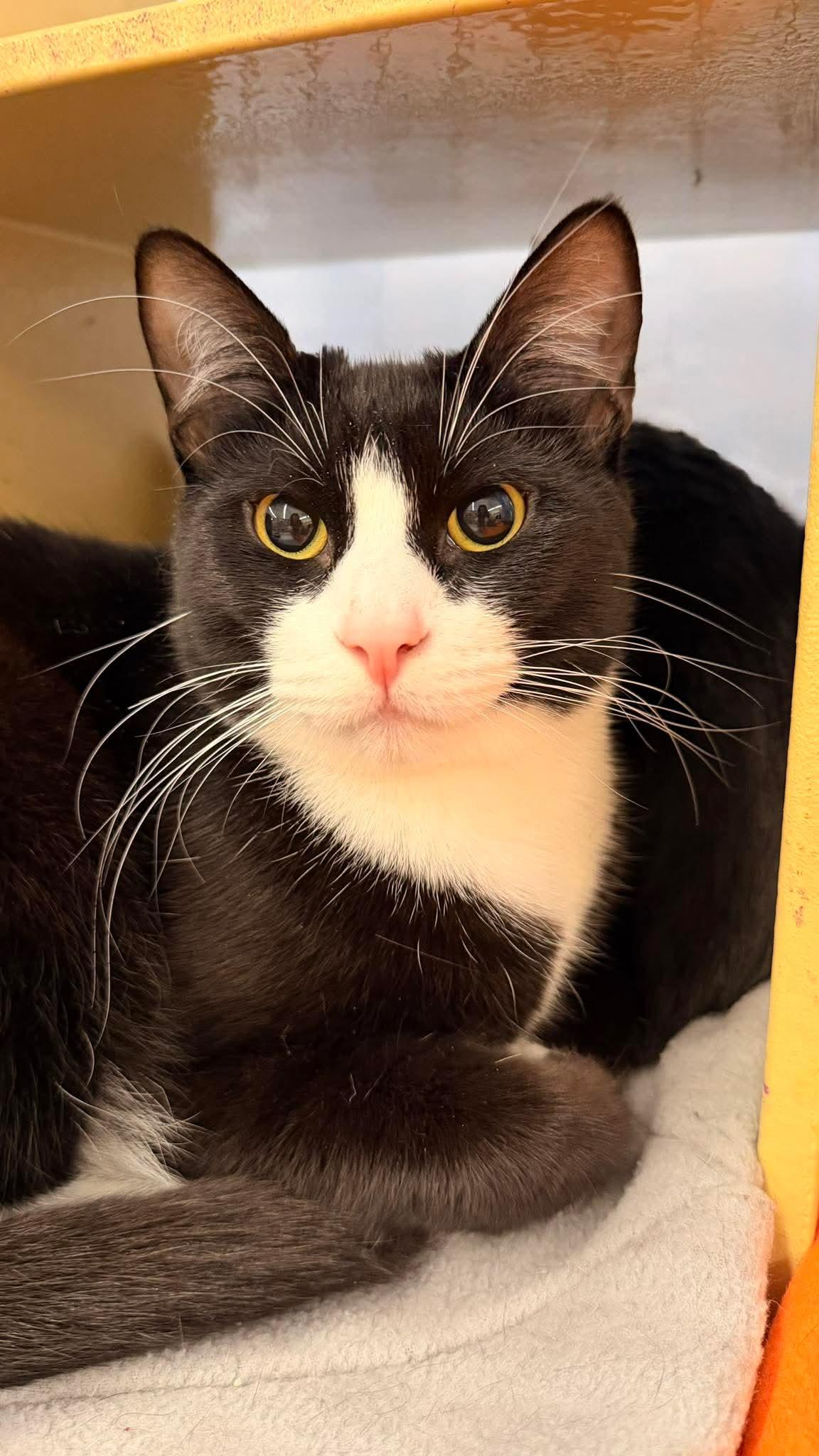 Spirit - Teenage Tuxies, Adoptable, Young Male Tuxedo & Domestic Short Hair.