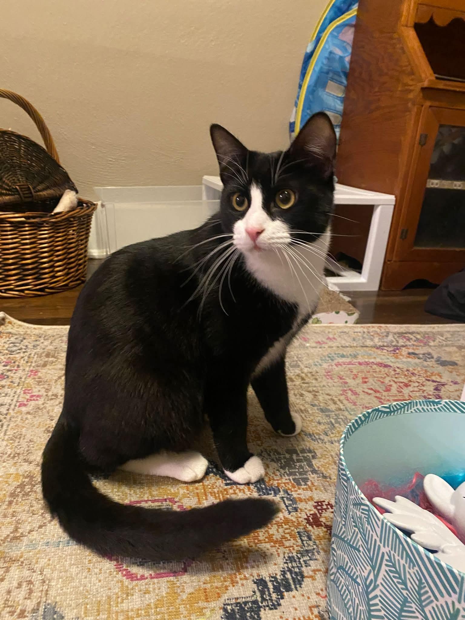 Enlarge Spirit - Teenage Tuxies, a Adoptable mixed breed in Gladstone, OR image 3/4