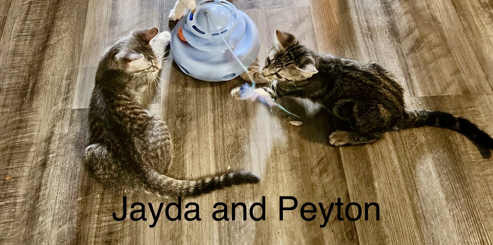 Meet Peyton & Jayda: The Dynamic Duo of Adorable American Shorthairs!