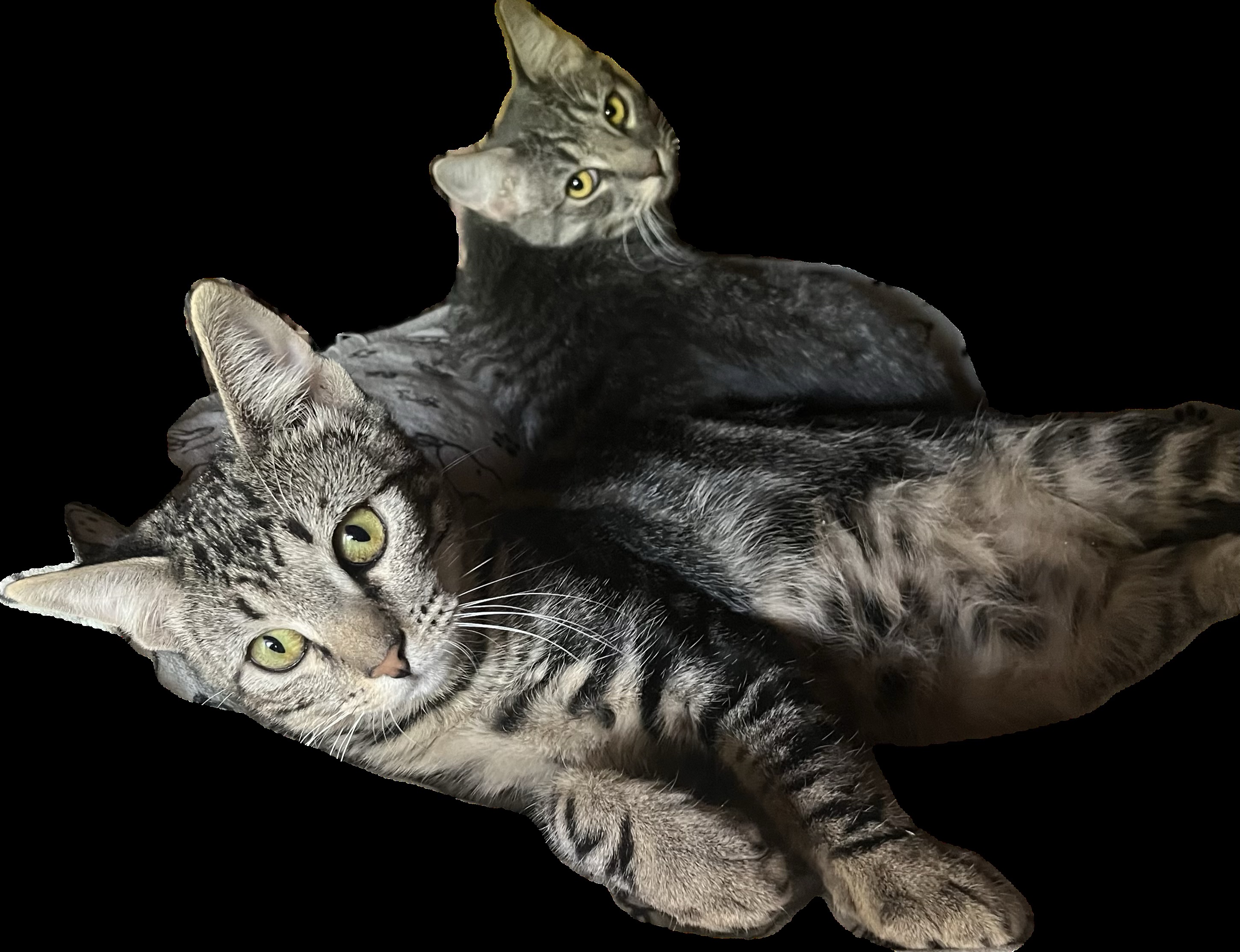 Meet Peyton & Jayda: The Dynamic Duo of Adorable American Shorthairs! photo 6