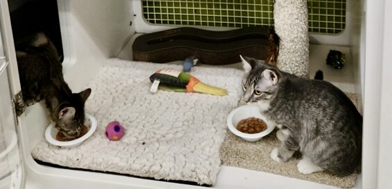 Meet Peyton & Jayda: The Dynamic Duo of Adorable American Shorthairs!