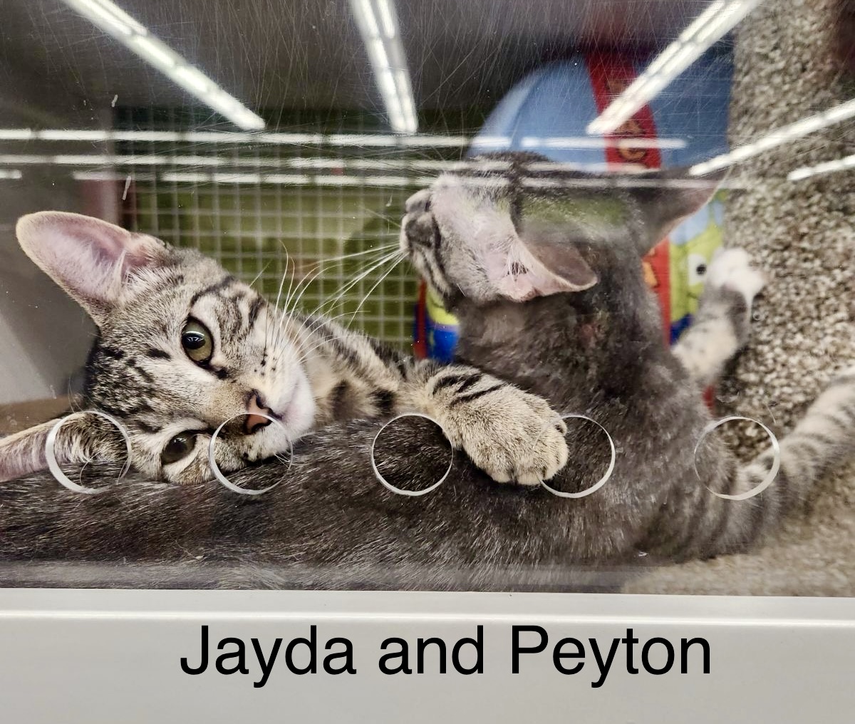 Meet Peyton & Jayda: The Dynamic Duo of Adorable American Shorthairs!, a Adoptable American Shorthair in Tustin, CA image 1/6