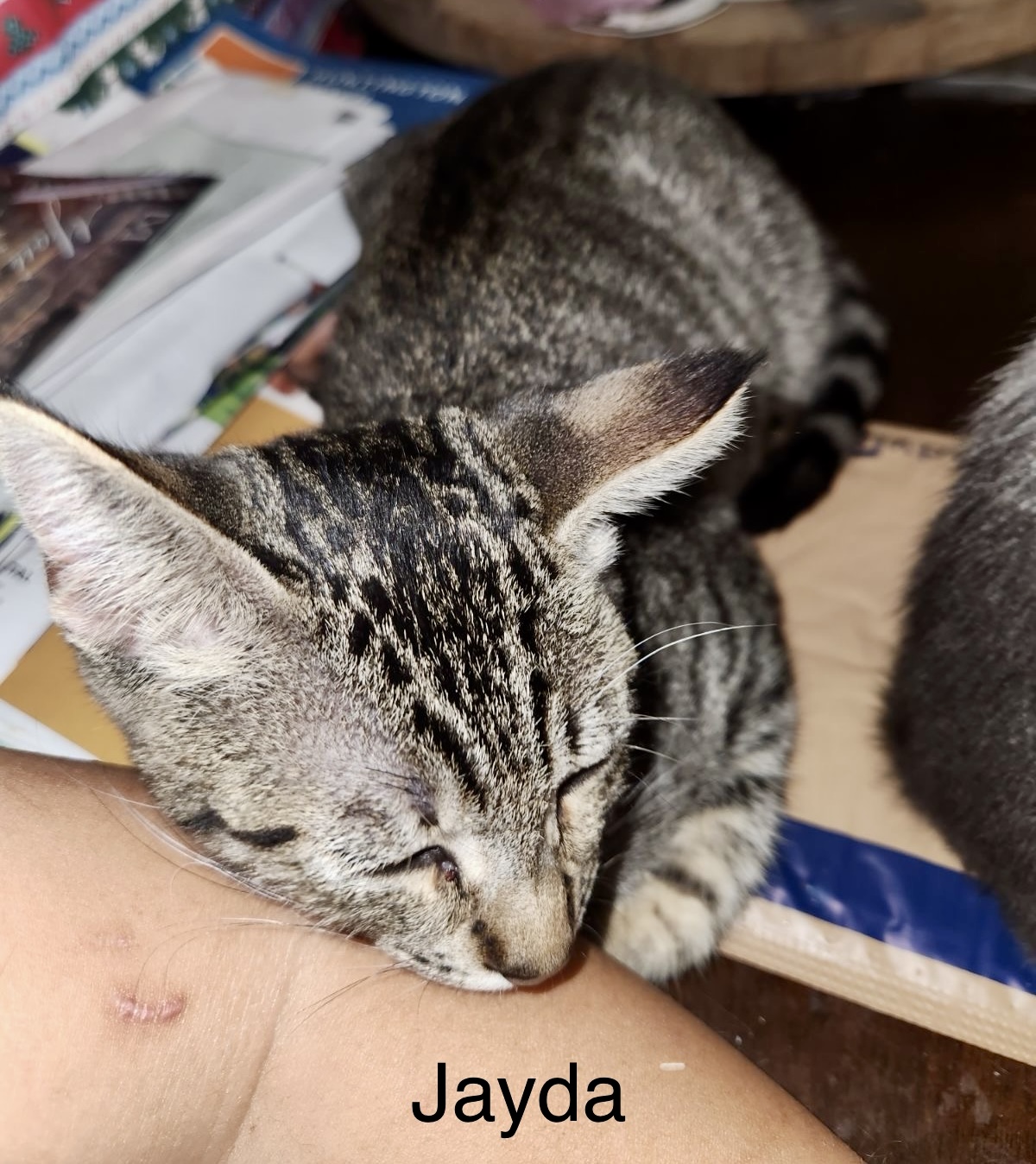Meet Peyton & Jayda: The Dynamic Duo of Adorable American Shorthairs!, a Adoptable American Shorthair in Tustin, CA image 2/6