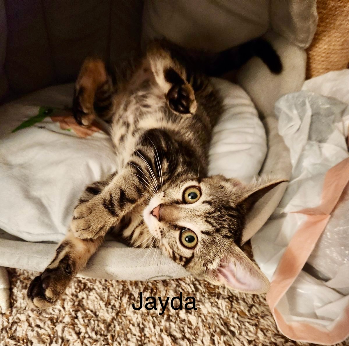 Meet Peyton & Jayda: The Dynamic Duo of Adorable American Shorthairs!, a Adoptable American Shorthair in Tustin, CA image 4/6