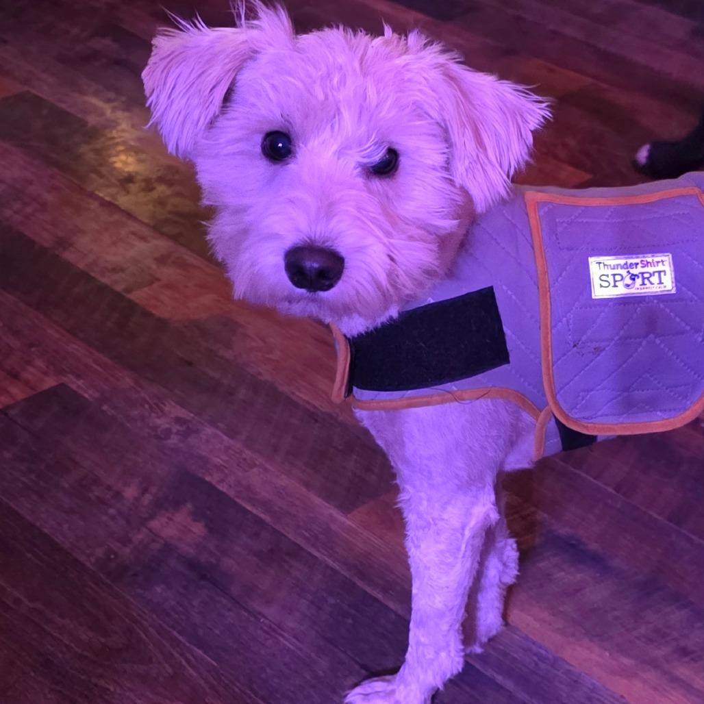 Scooter, Adoptable, Young Male Schnauzer.