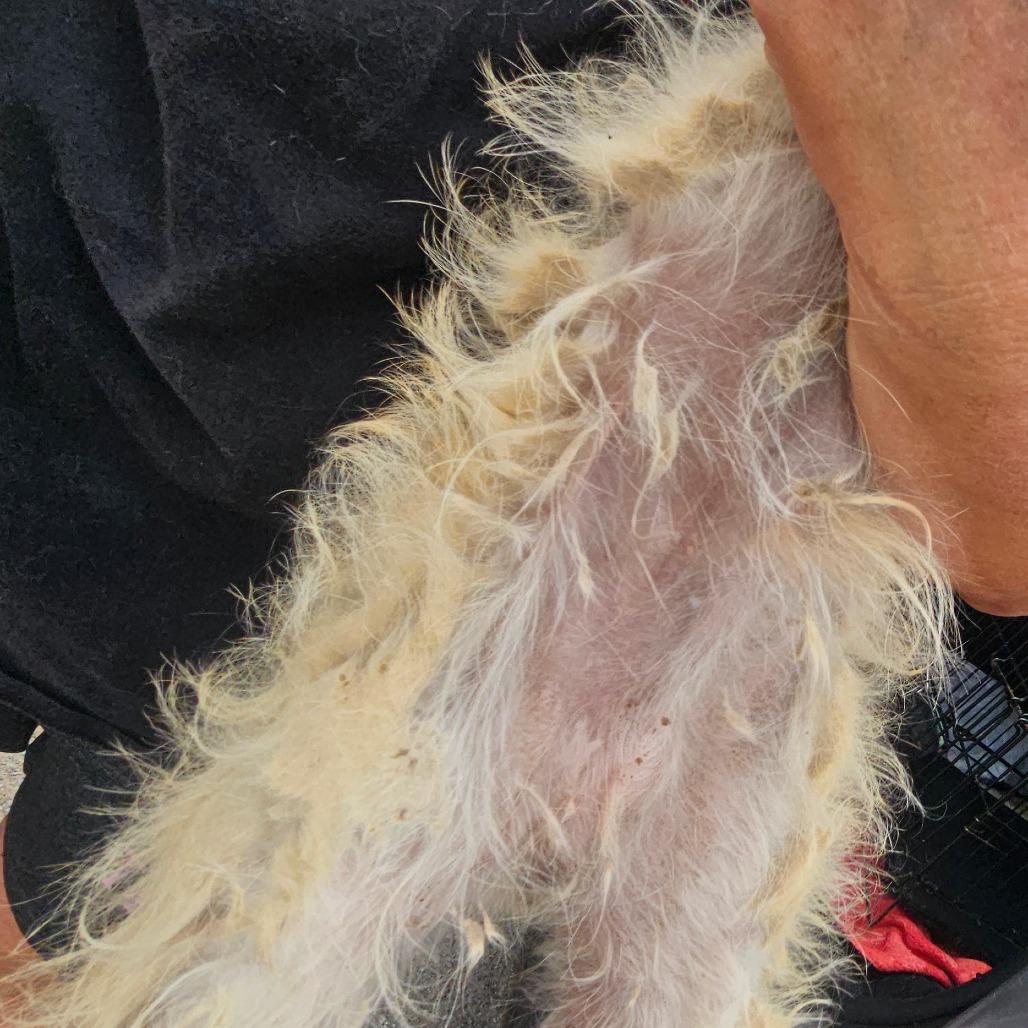 Enlarge Scooter, a Adoptable Schnauzer in Goltry, OK image 3/6